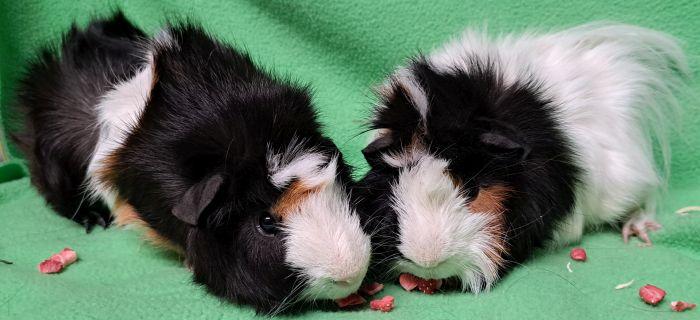 Enlarge Oreo (A), an adopted Abyssinian in Gary, IN image 4/4