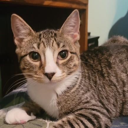 Halibut, Adoptable, Kitten Female Domestic Short Hair.