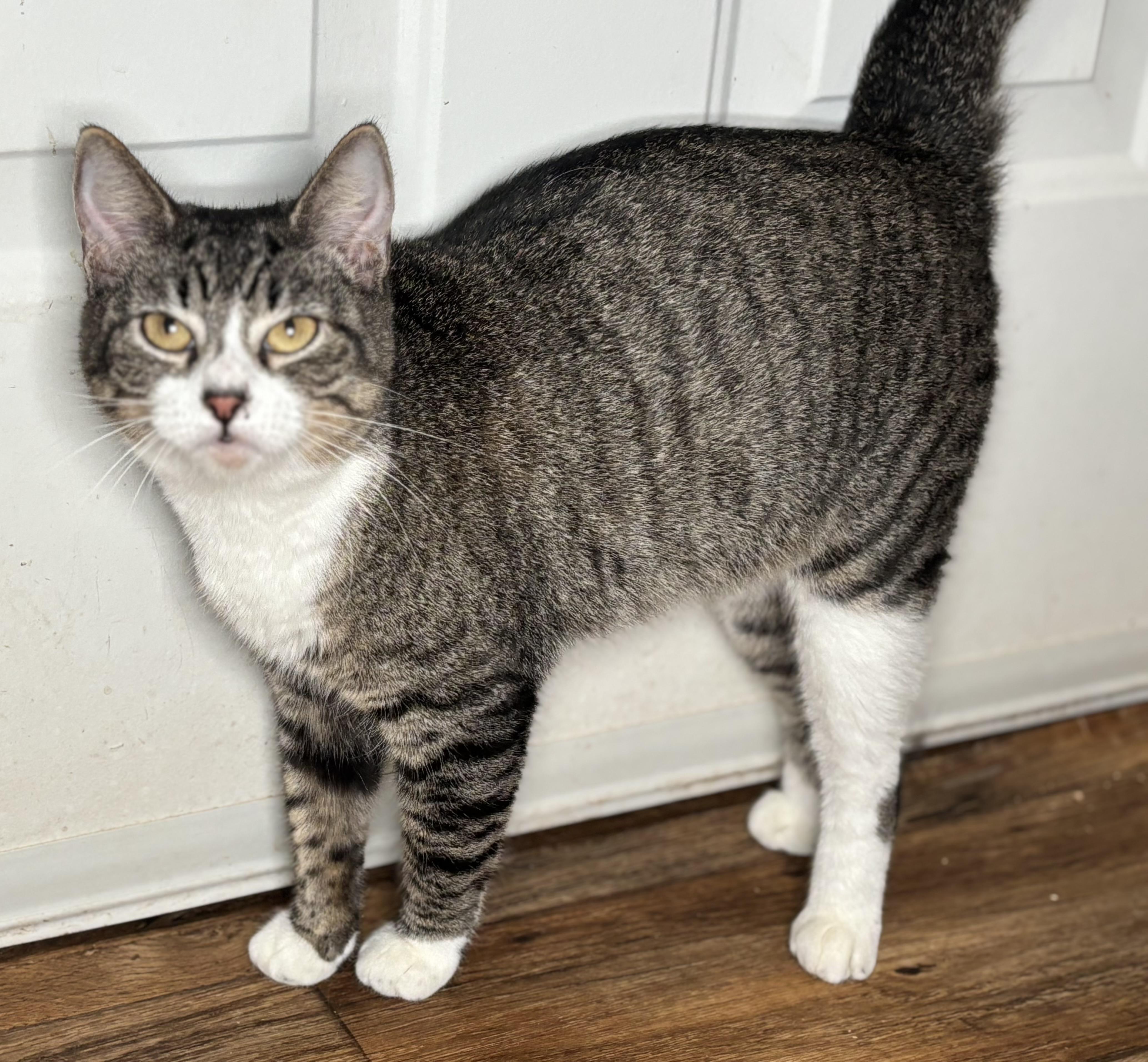 Enlarge Peachy (watch video), an adopted Domestic Short Hair in CLINTON, NJ image 2/6
