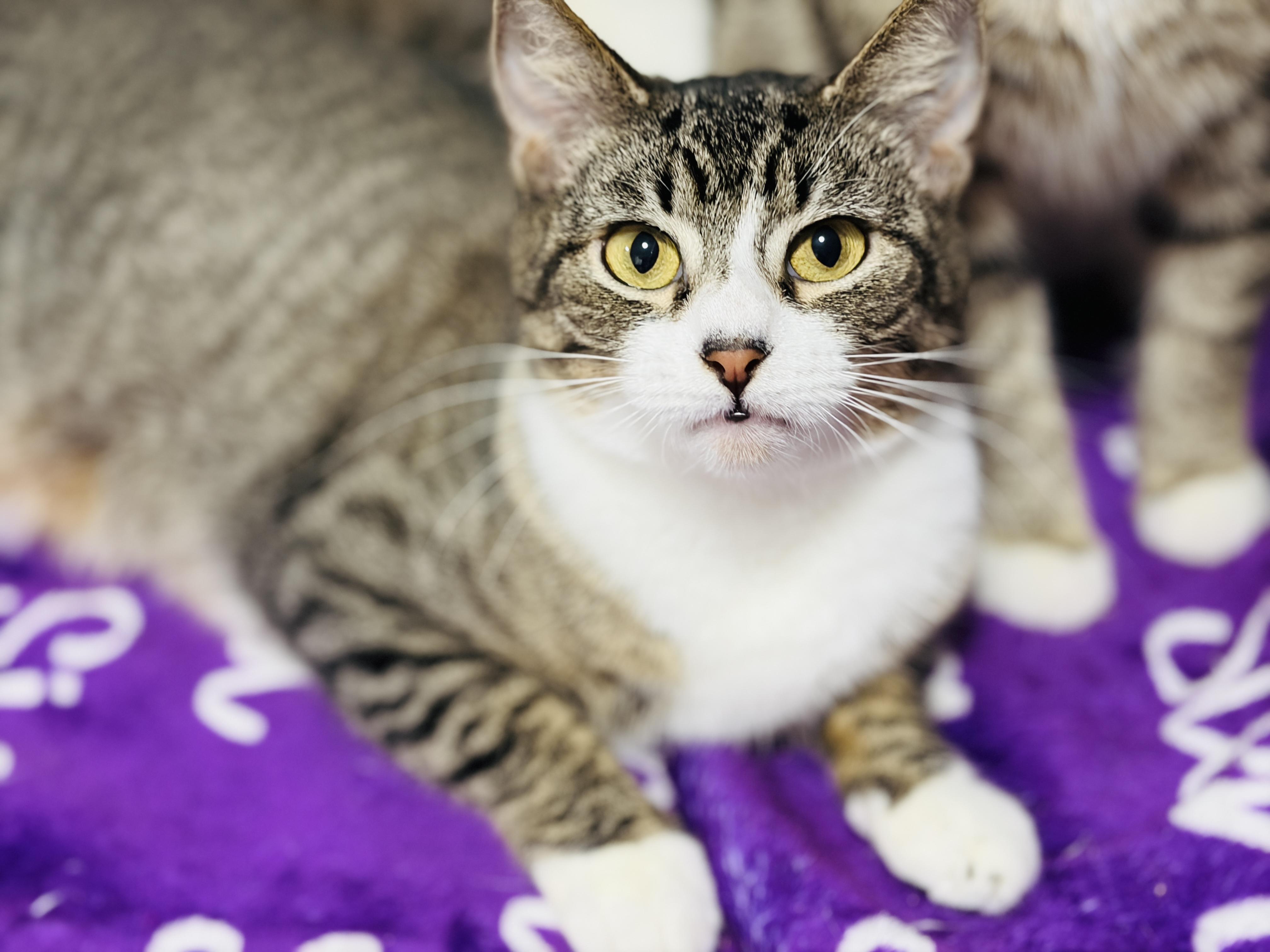 Enlarge Peachy (watch video), an adopted Domestic Short Hair in CLINTON, NJ image 4/6