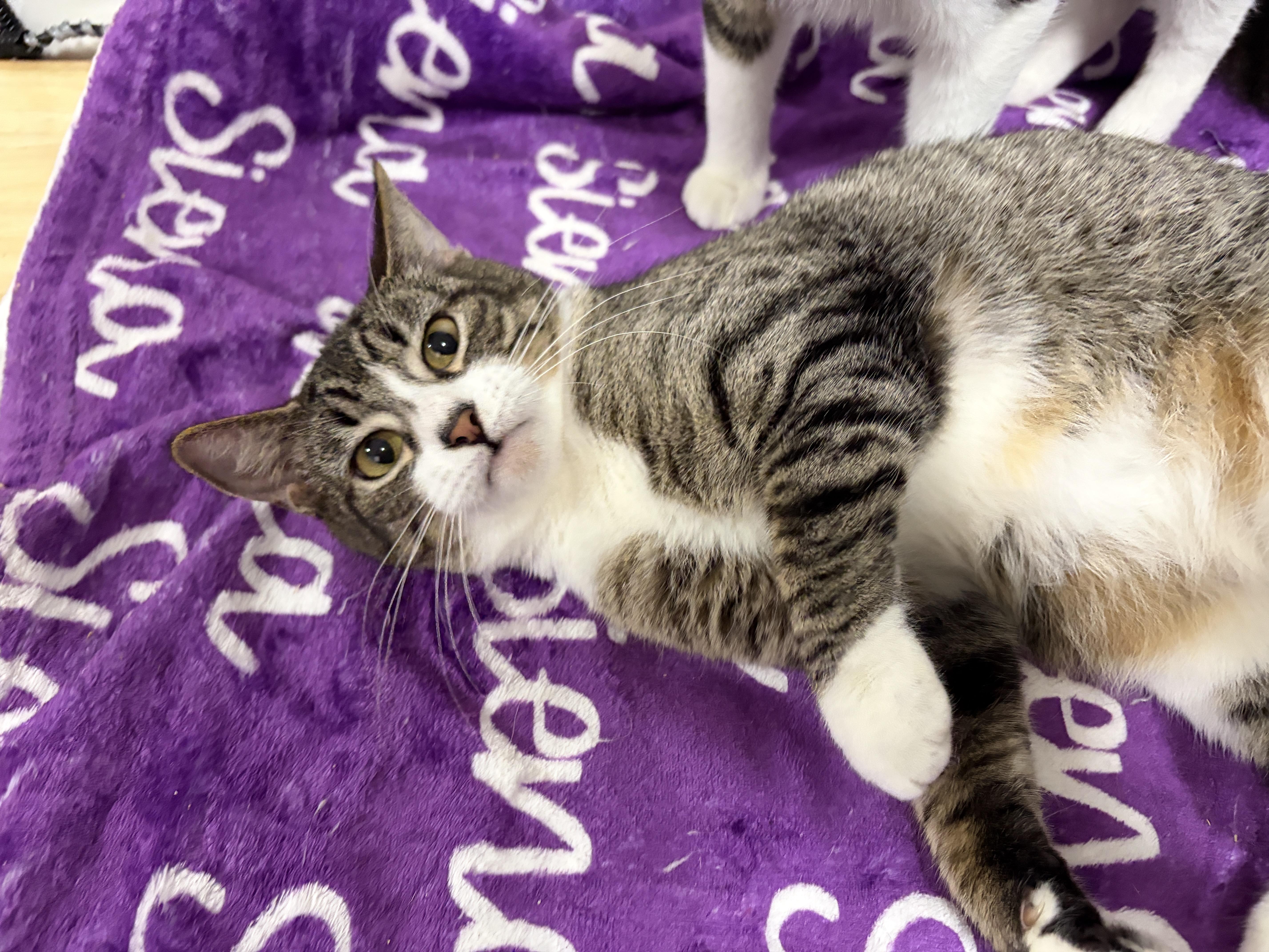 Enlarge Peachy (watch video), an adopted Domestic Short Hair in CLINTON, NJ image 3/6