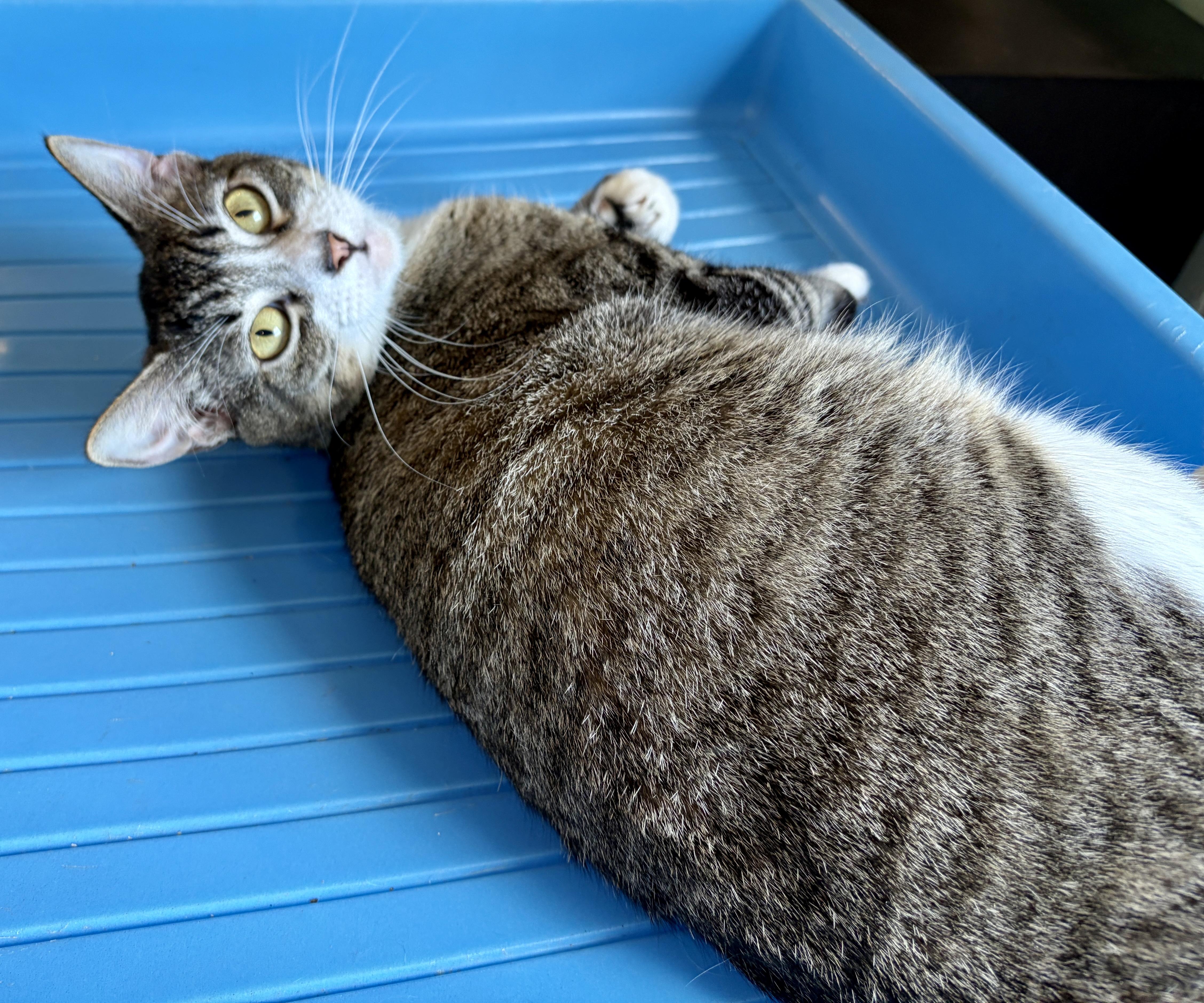 Enlarge Peachy (watch video), an adopted Domestic Short Hair in CLINTON, NJ image 5/6