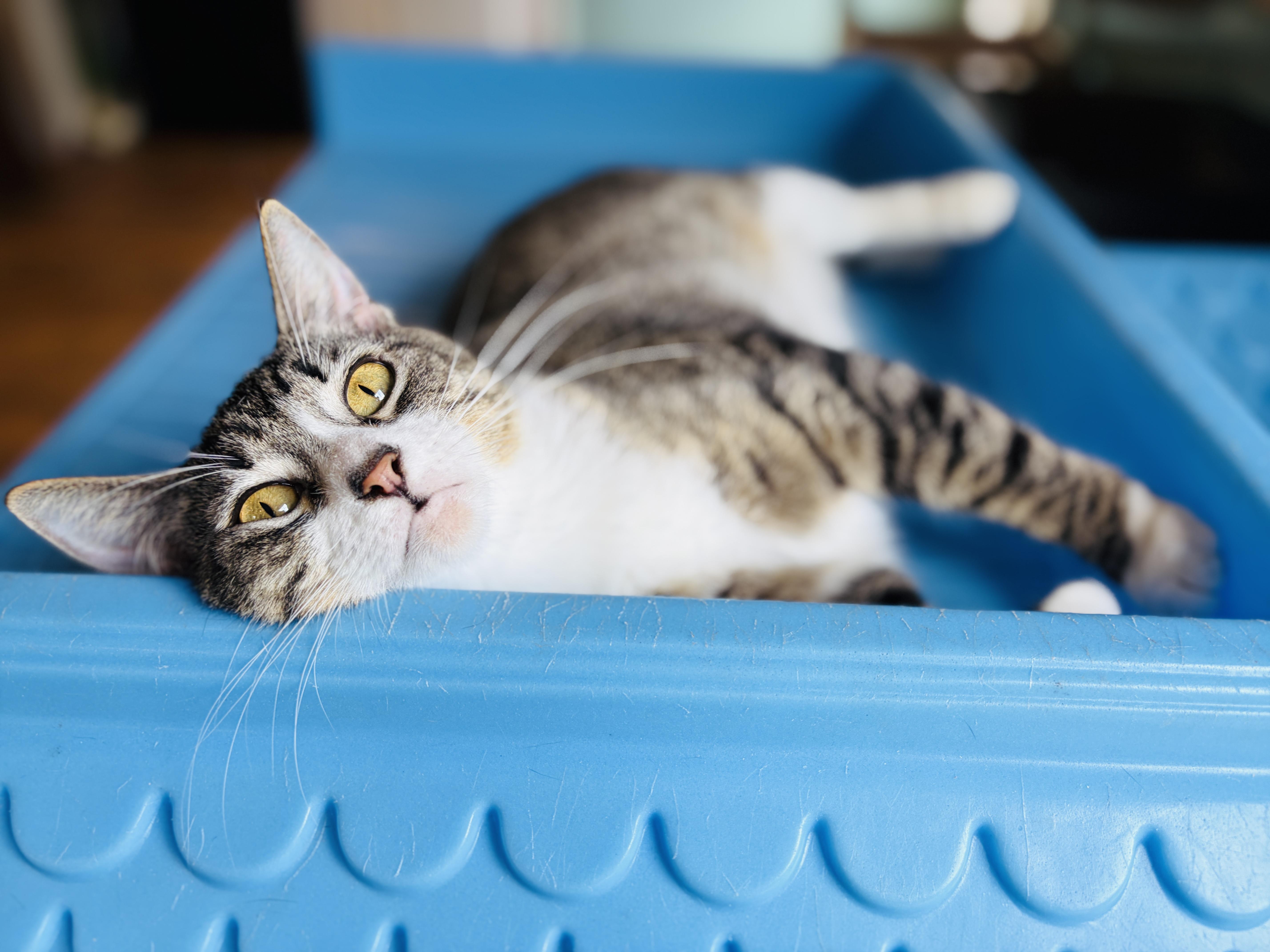 Enlarge Peachy (watch video), an adopted Domestic Short Hair in CLINTON, NJ image 1/6