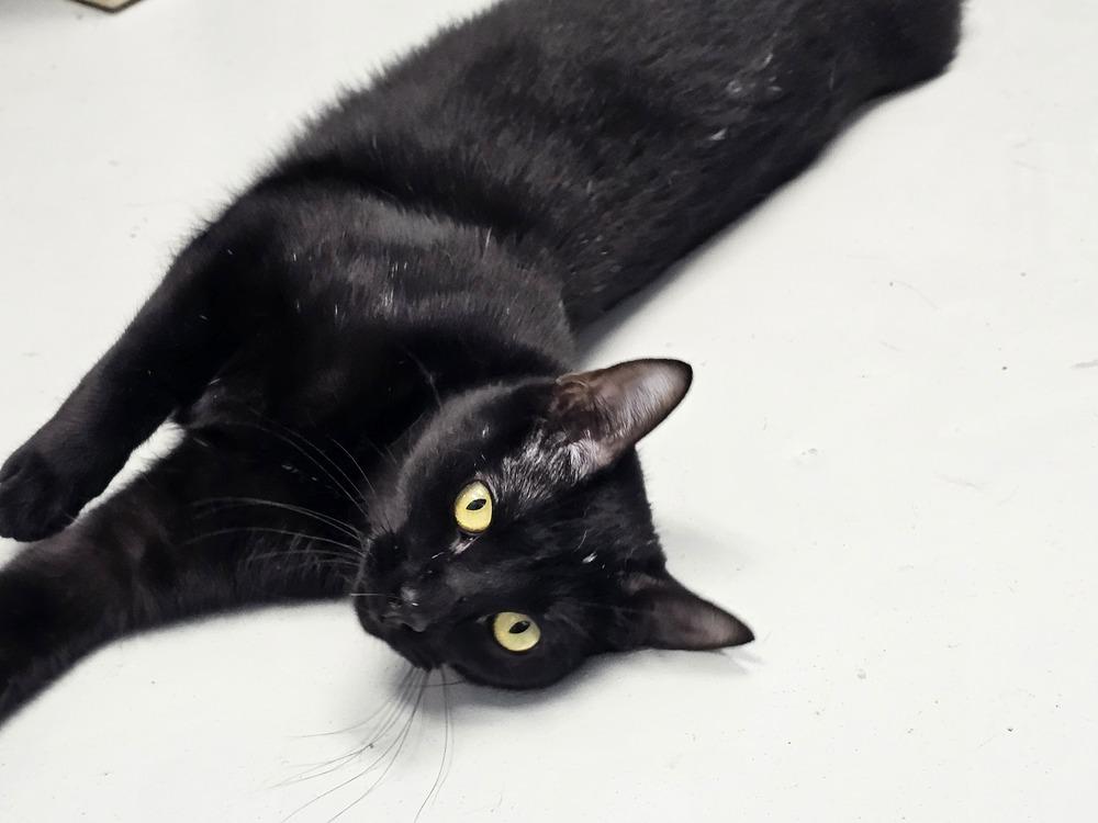 Hula, a Adoptable Domestic Short Hair in Bossier City, LA image 1/2