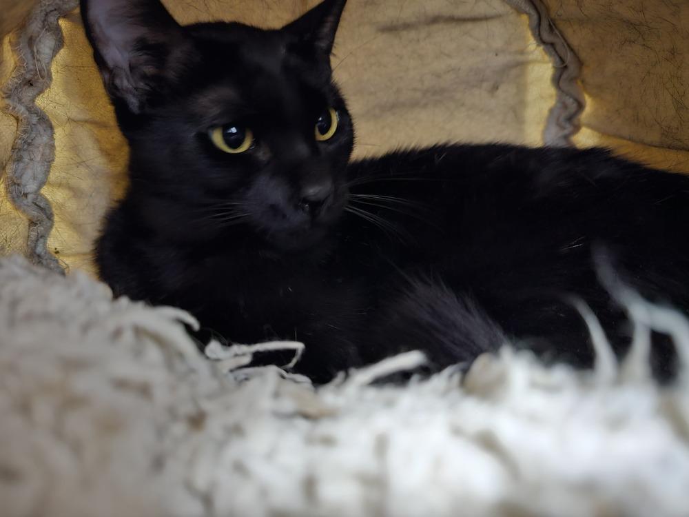 Hula, a Adoptable Domestic Short Hair in Bossier City, LA image 2/2