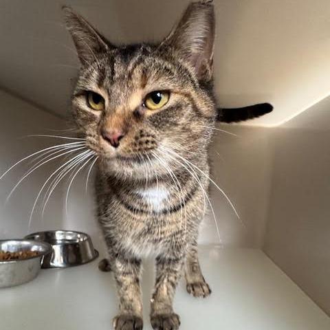 Marble, a Adoptable Domestic Short Hair in Rocky Mount, VA image 1/4