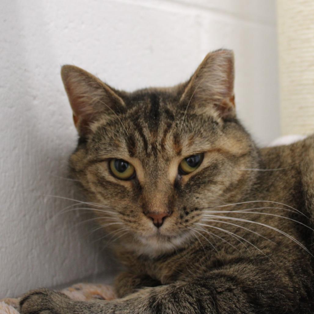 Enlarge Marble, a Adoptable Domestic Short Hair in Rocky Mount, VA image 2/5