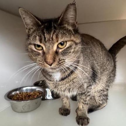 Marble, a Adoptable Domestic Short Hair in Rocky Mount, VA image 3/4