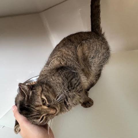 Marble, a Adoptable Domestic Short Hair in Rocky Mount, VA image 4/4