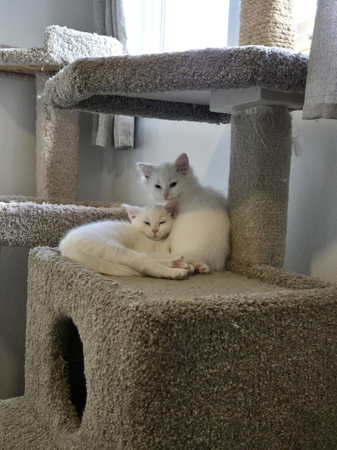 Valentina and Hugo Boss, a Adopted Domestic Medium Hair in Brantford, ON image 1/4