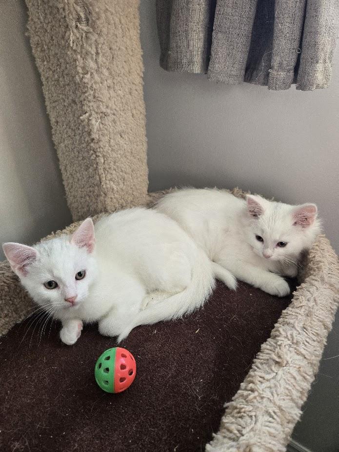 Valentina and Hugo Boss, a Adopted Domestic Medium Hair in Brantford, ON image 3/4