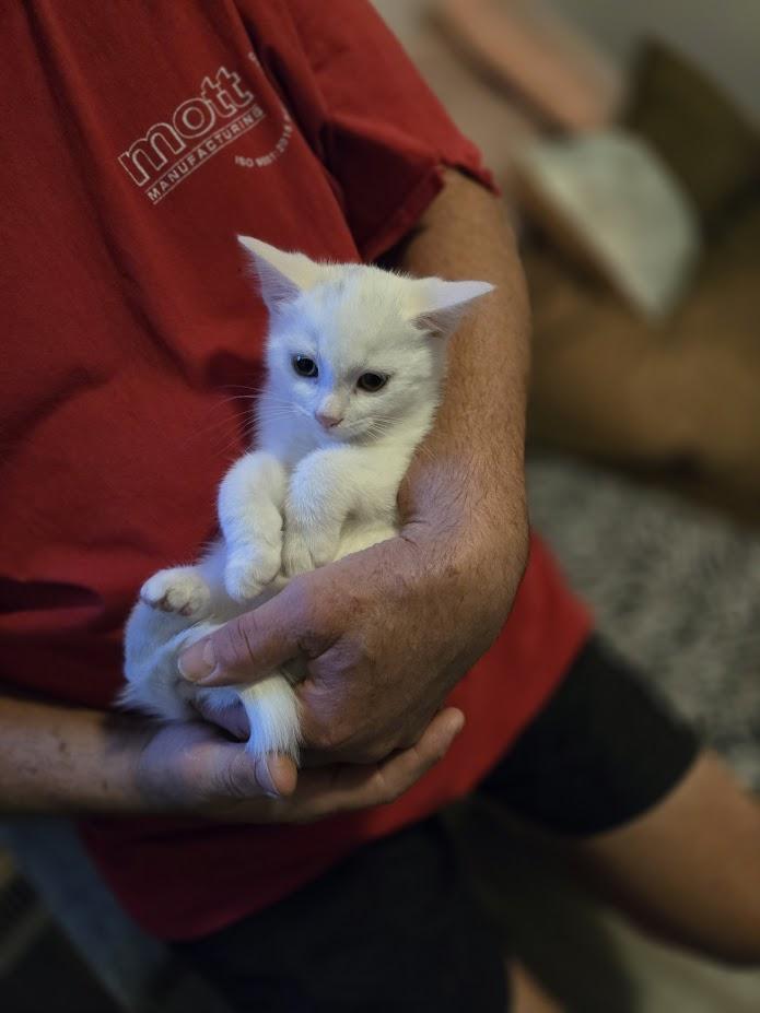 Valentina and Hugo Boss, a Adopted Domestic Medium Hair in Brantford, ON image 4/4