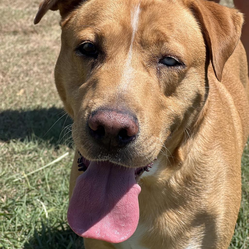 Marmaduke, Adoptable, Adult Male Retriever & Husky.