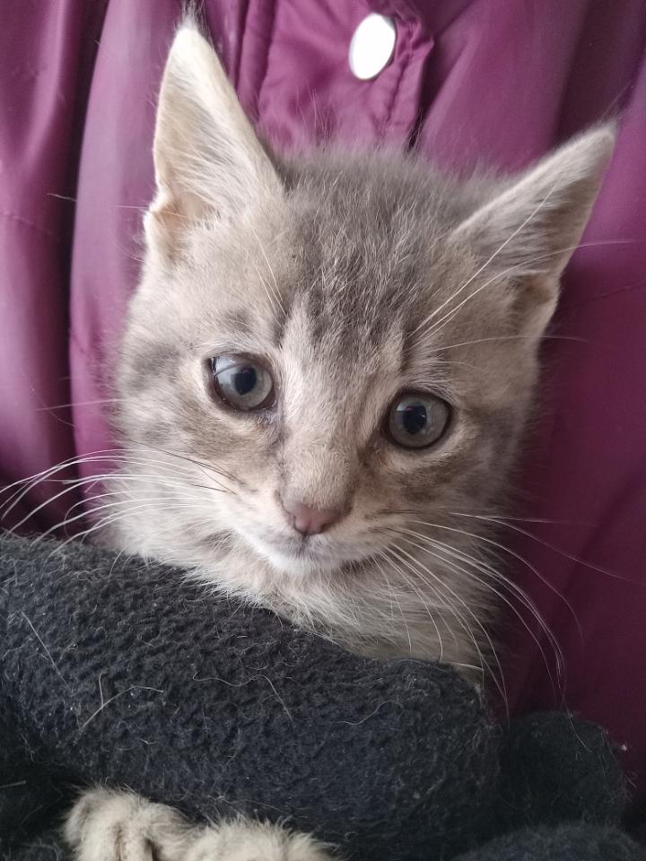 Little Leslie, ADOPTABLE, Kitten Female American Shorthair.