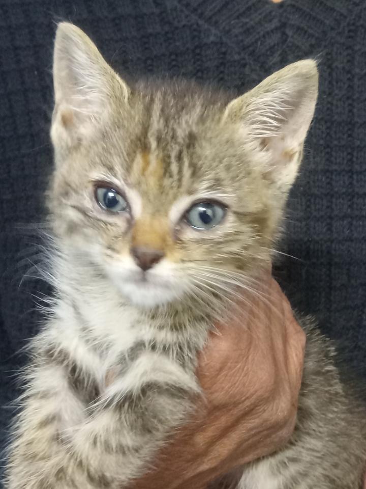 Little Leslie, a ADOPTABLE American Shorthair in Shelbyville, TN image 2/3