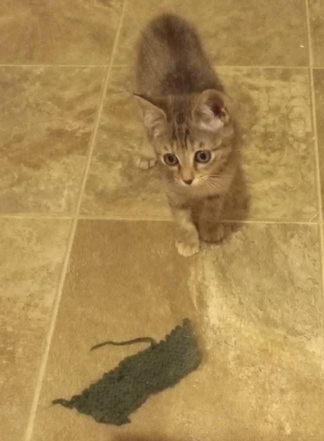 Little Leslie, a ADOPTABLE American Shorthair in Shelbyville, TN image 3/3