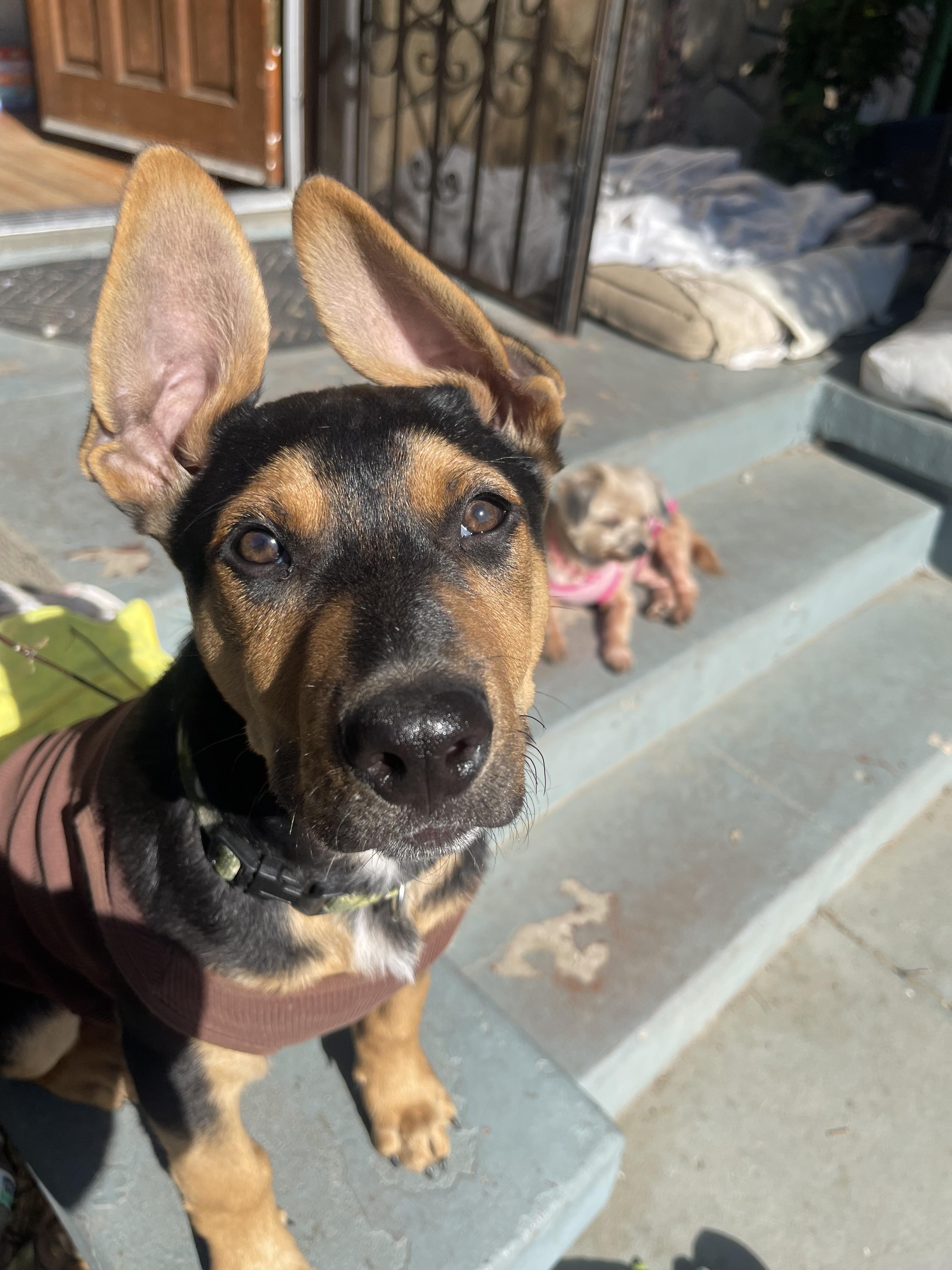 Jack, ADOPTABLE, Puppy Male Pit Bull Terrier & Rottweiler.