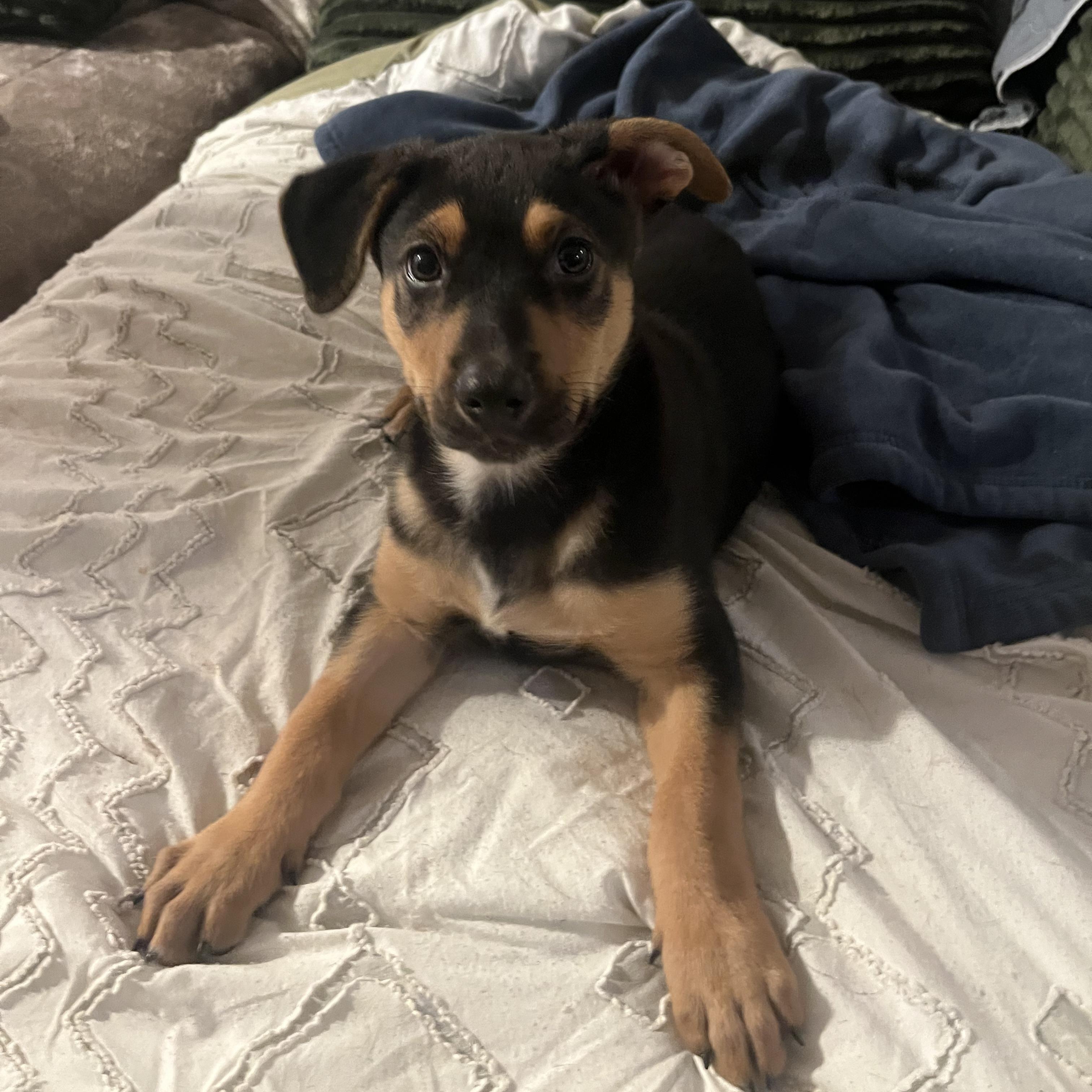 Enlarge Jack, a ADOPTABLE mixed breed in Murrieta, CA image 4/6