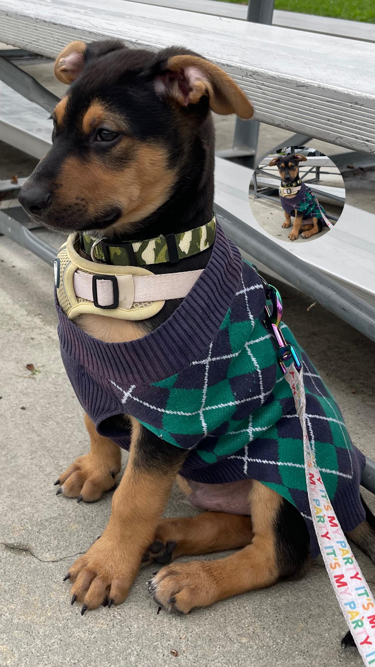 Jack, ADOPTABLE, Puppy Male Pit Bull Terrier & Rottweiler.