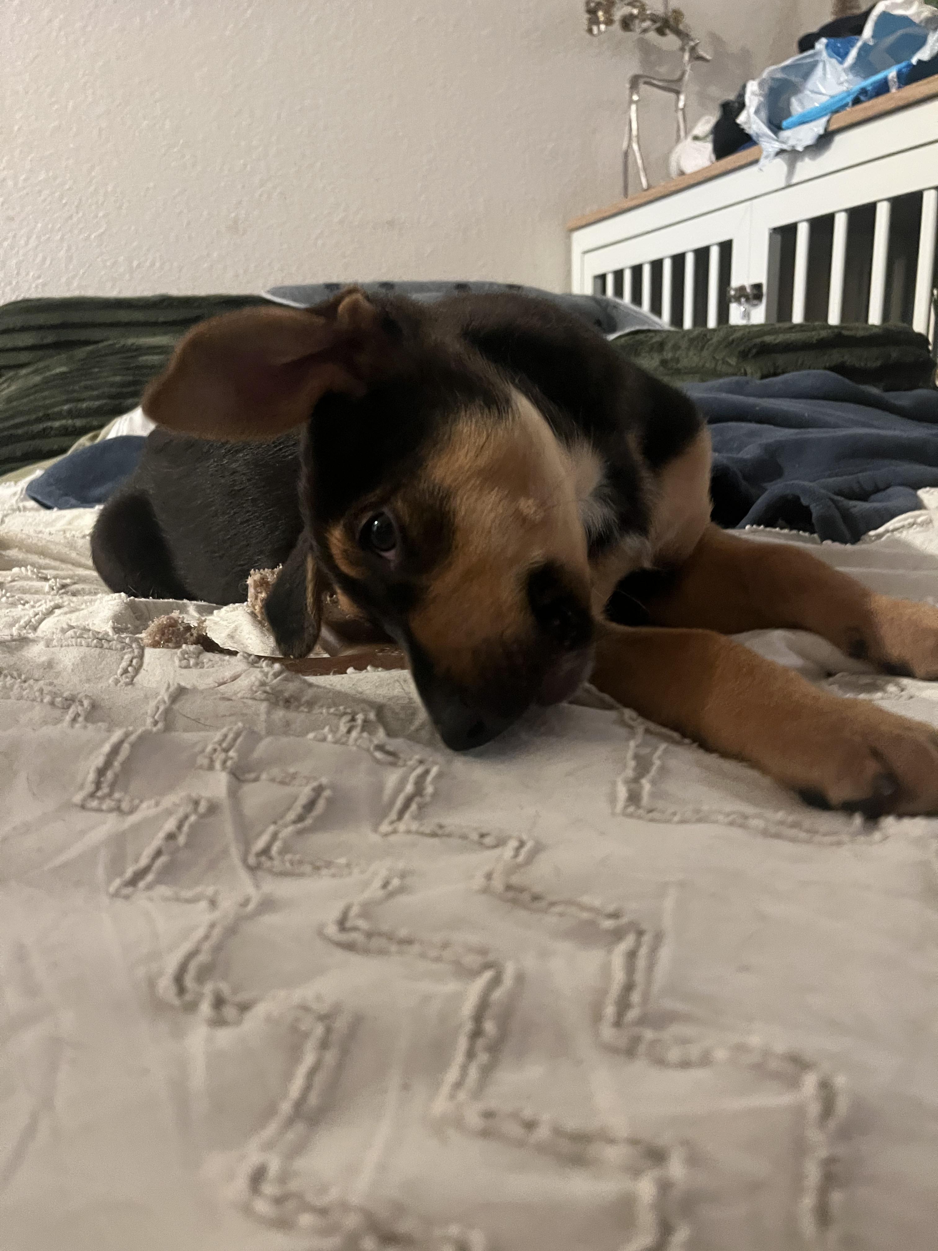 Enlarge Jack, a ADOPTABLE mixed breed in Murrieta, CA image 6/6