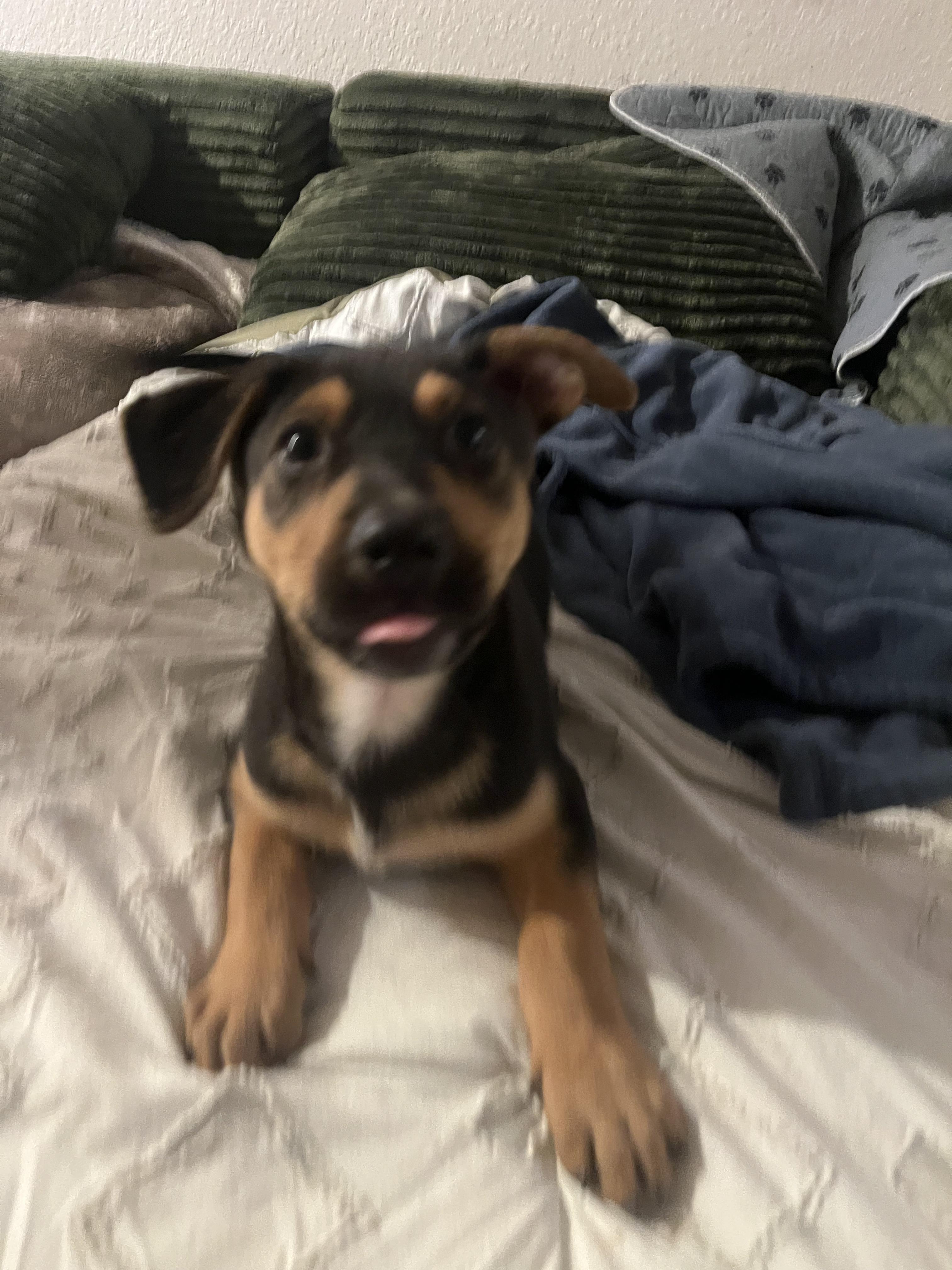 Enlarge Jack, a ADOPTABLE mixed breed in Murrieta, CA image 3/6