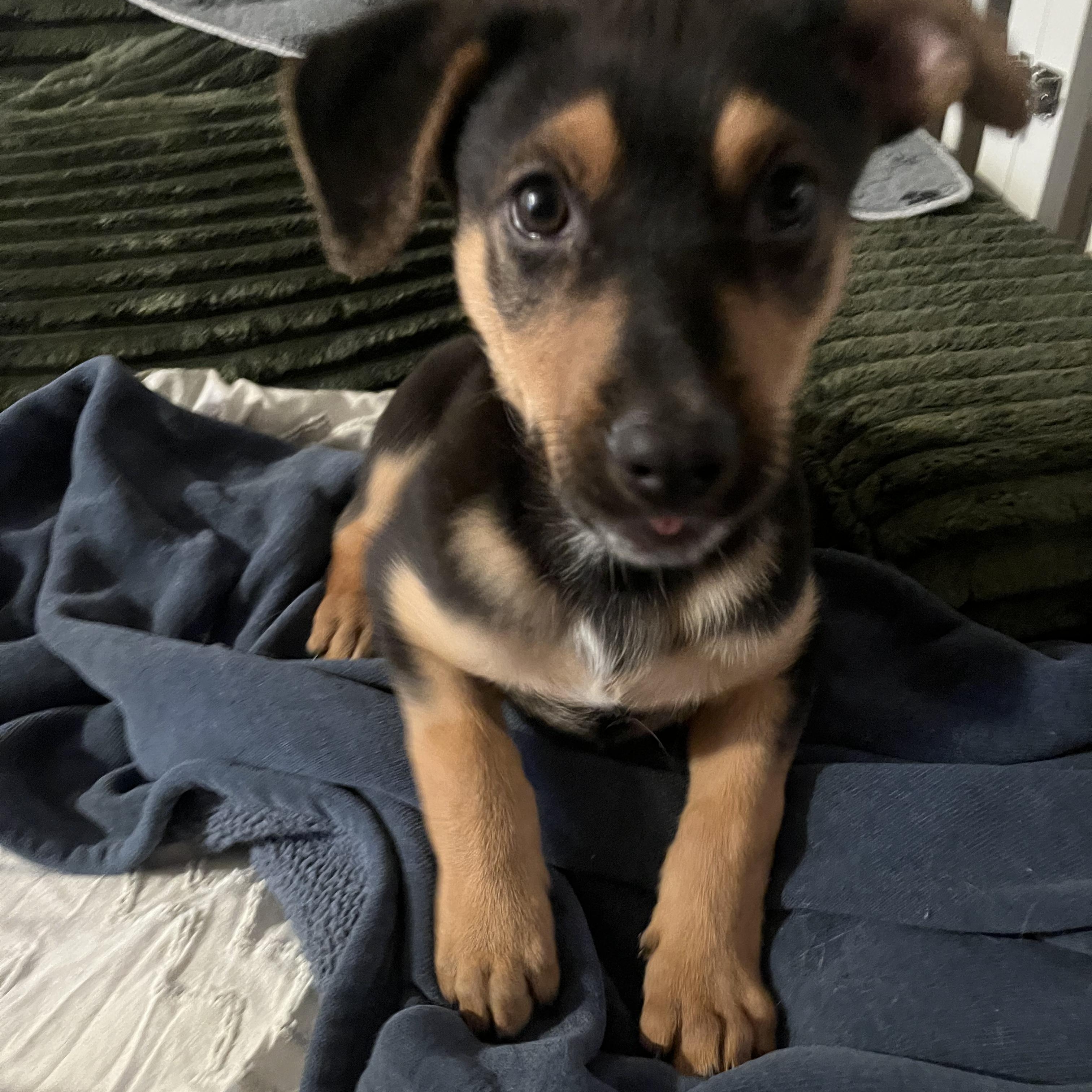 Enlarge Jack, a ADOPTABLE mixed breed in Murrieta, CA image 1/6