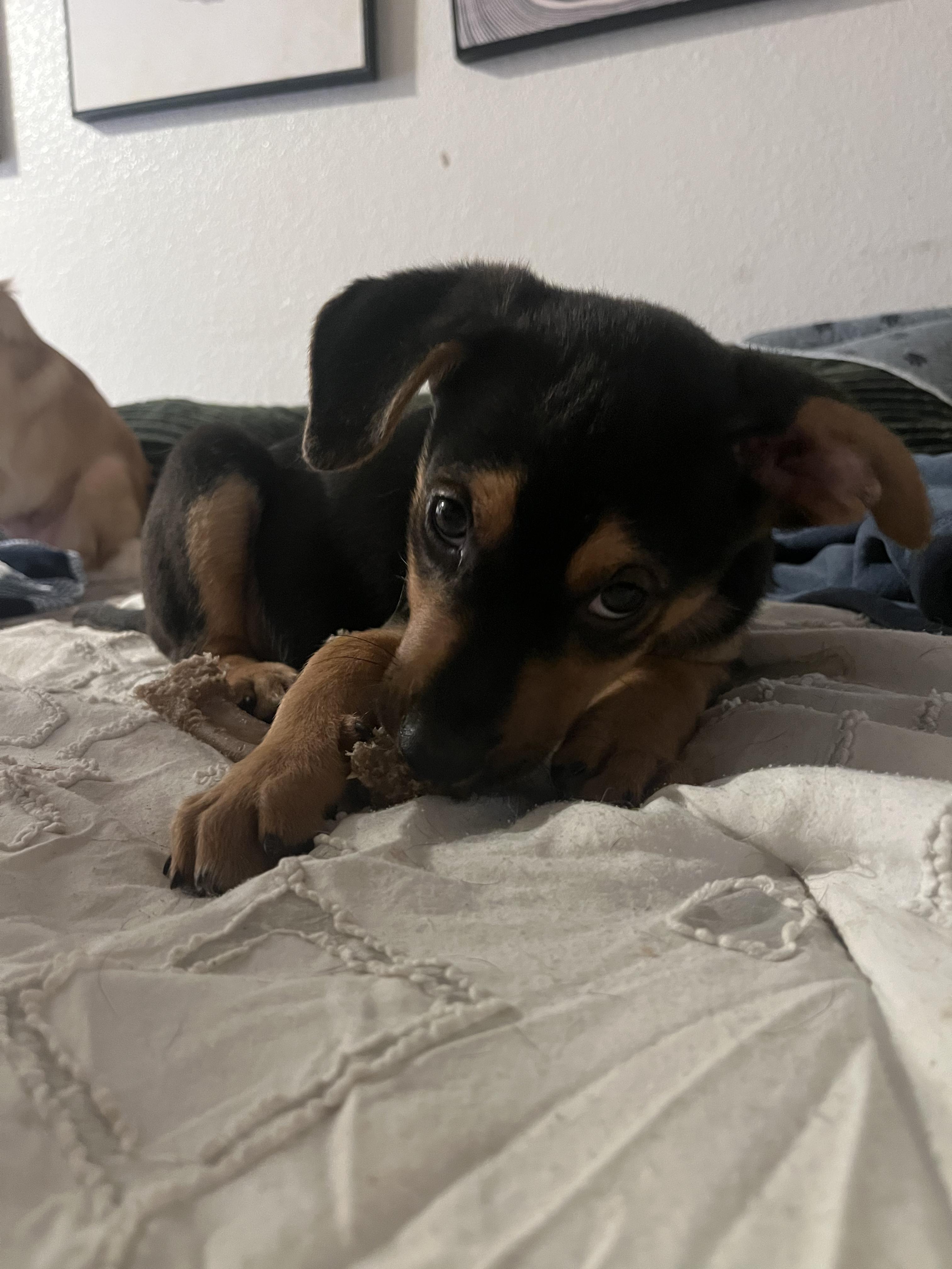 Enlarge Jack, a ADOPTABLE mixed breed in Murrieta, CA image 5/6