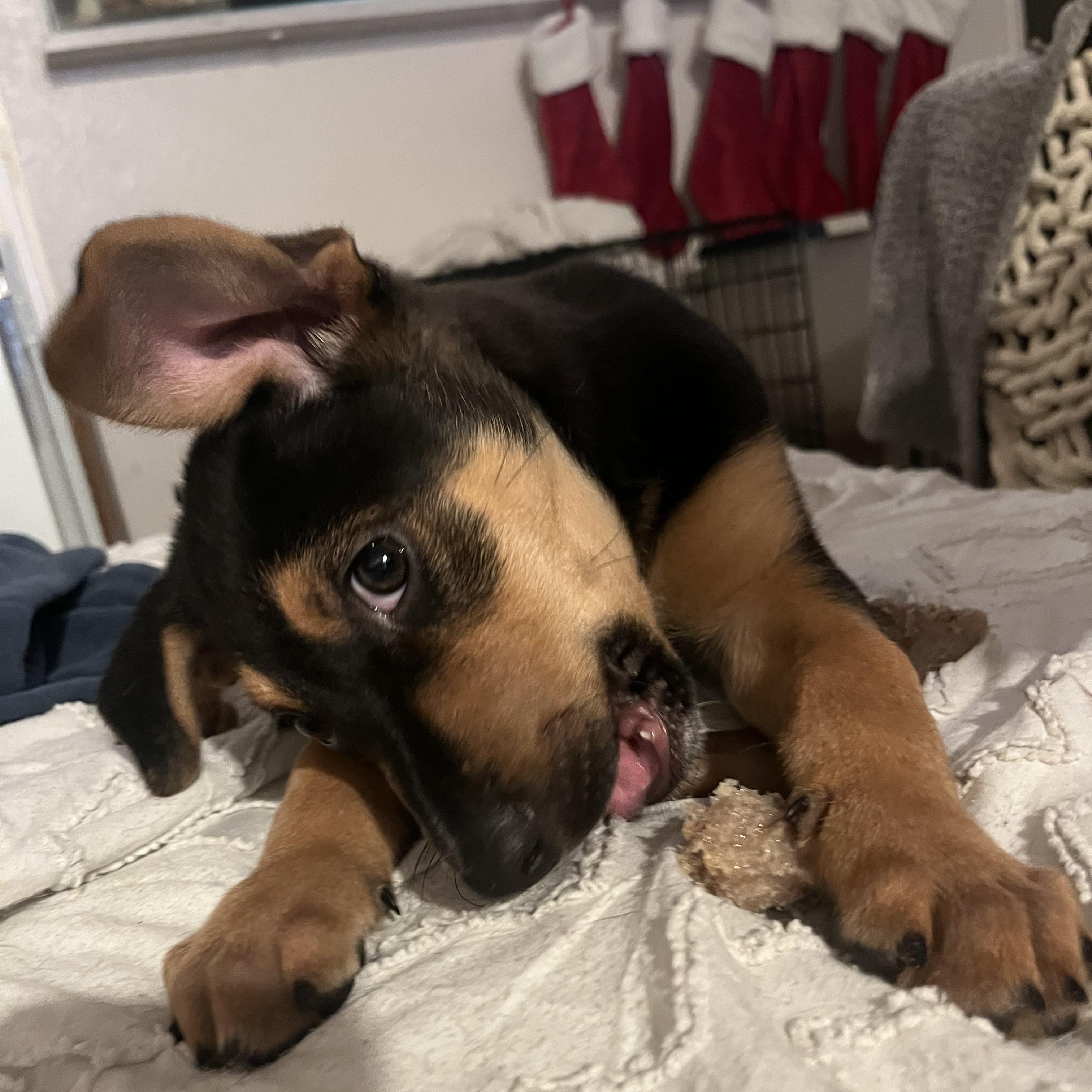 Enlarge Jack, a ADOPTABLE mixed breed in Murrieta, CA image 2/6