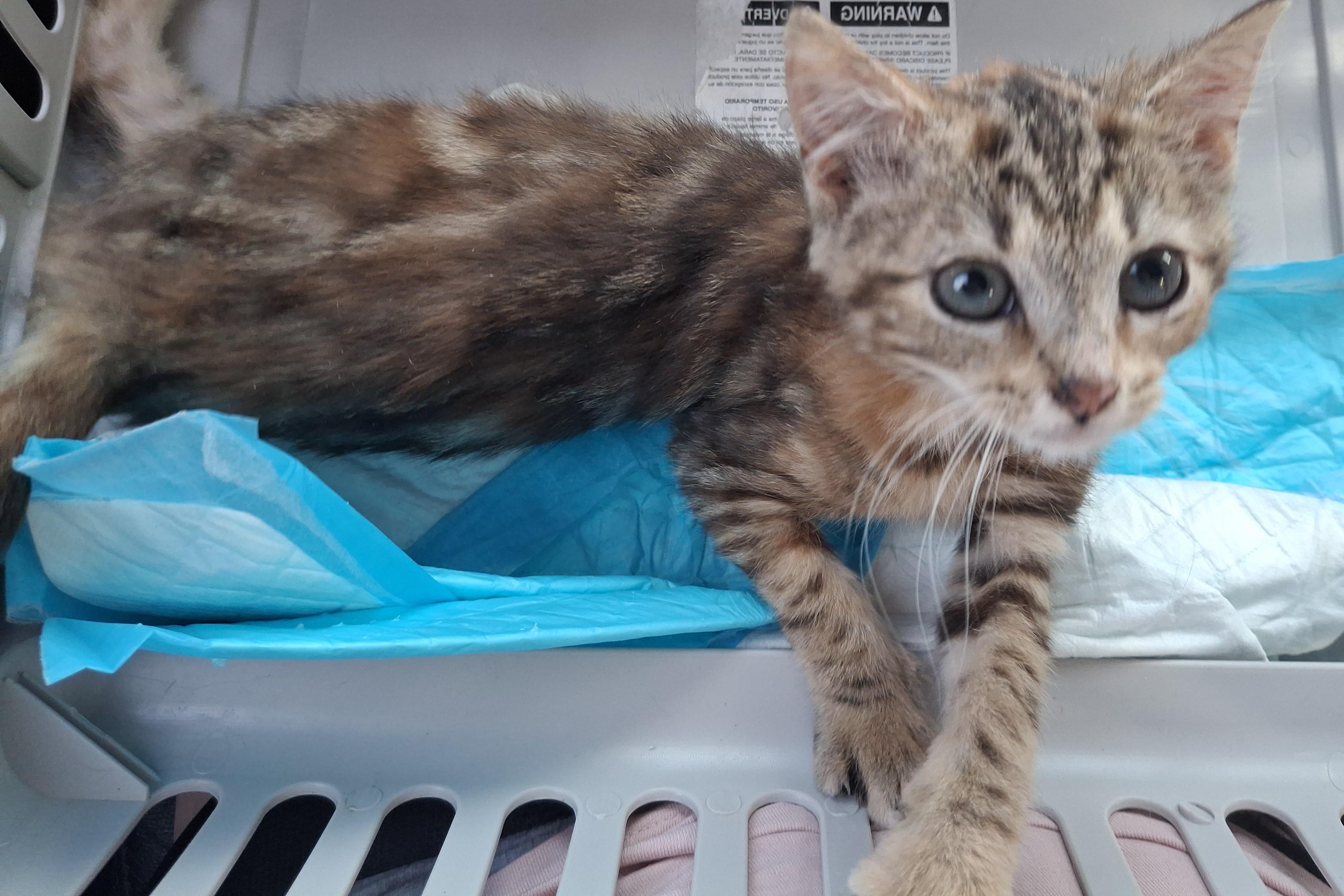 Mocah, Adopted, Kitten Female Domestic Short Hair.