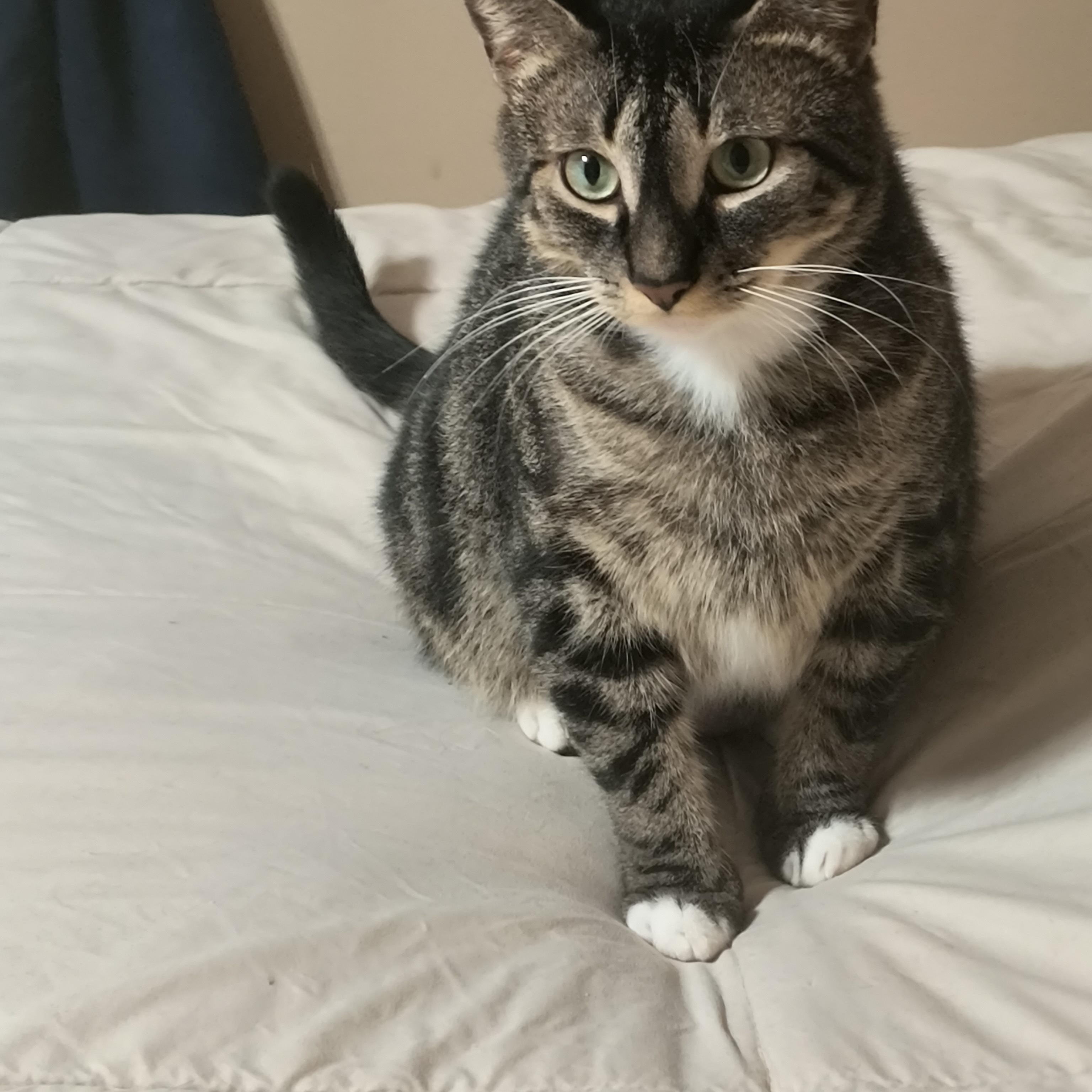 Kie, a ADOPTABLE Domestic Short Hair in Malden, MA image 1/2