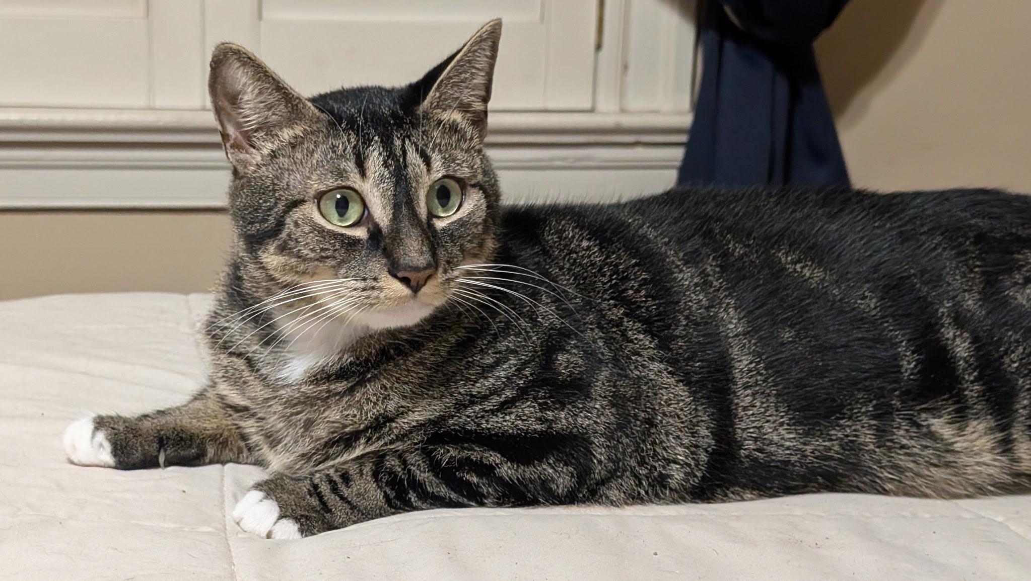 Kie, a ADOPTABLE Domestic Short Hair in Malden, MA image 2/2