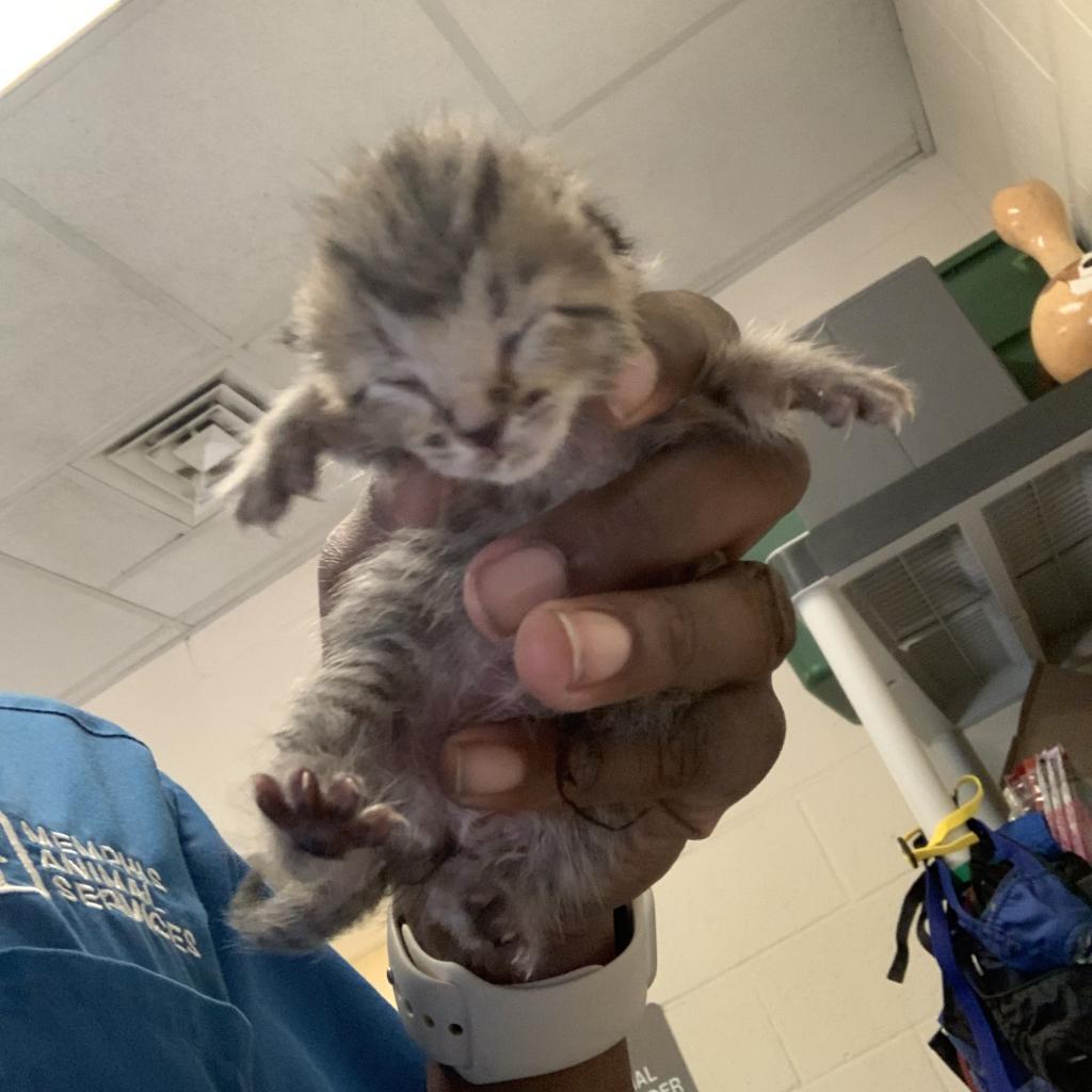 Enlarge Beck, a Adoptable Domestic Short Hair in Memphis, TN image 1/2