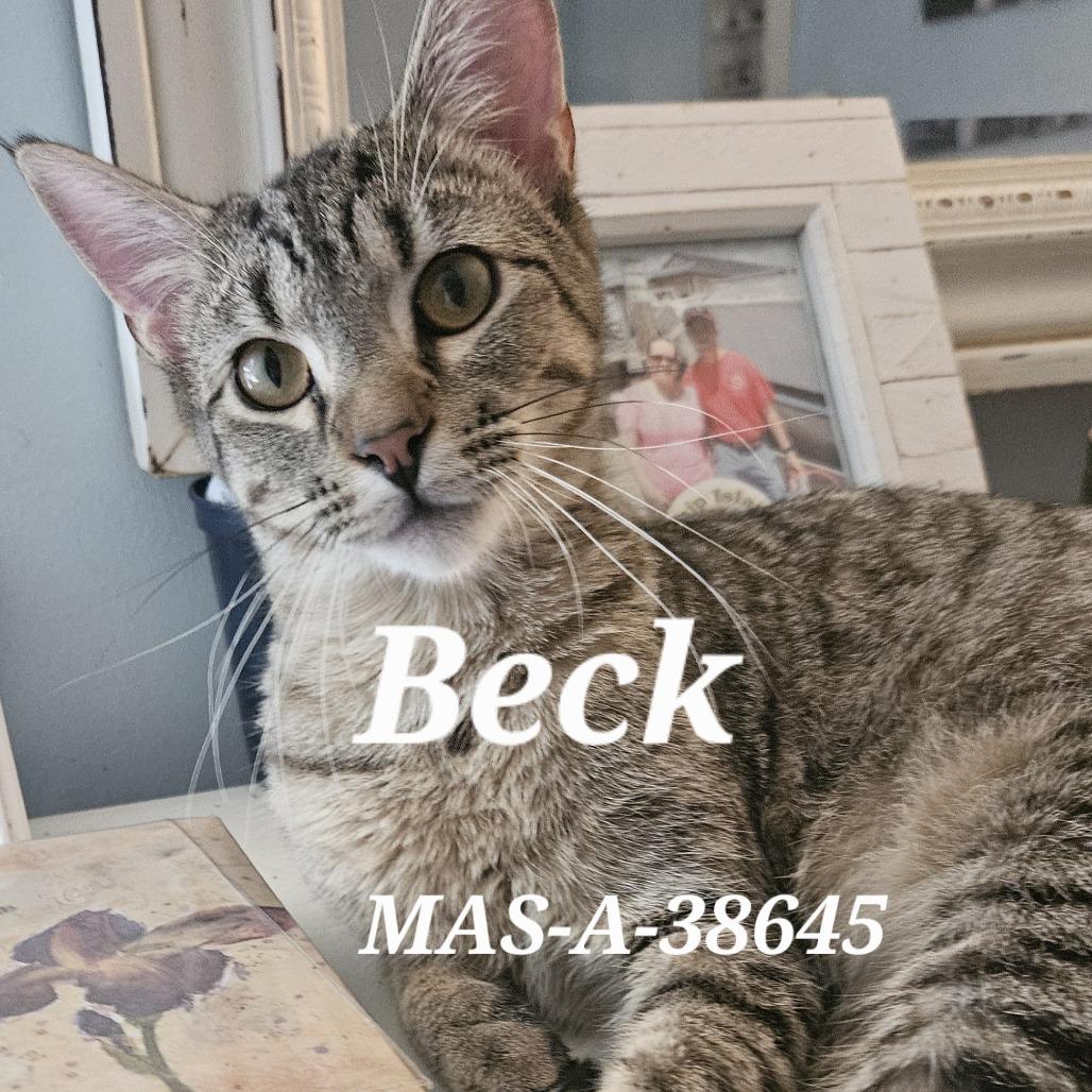 Enlarge Beck, a Adoptable Domestic Short Hair in Memphis, TN image 2/2