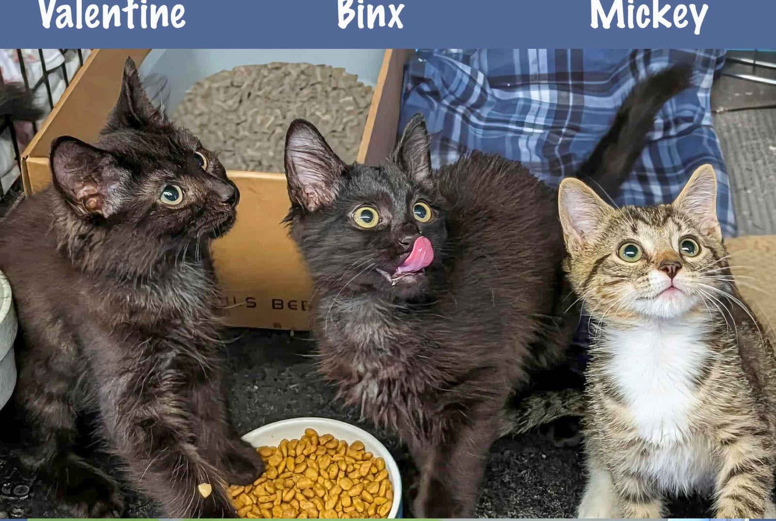 Mickey, Adoptable, Young Male Domestic Short Hair.