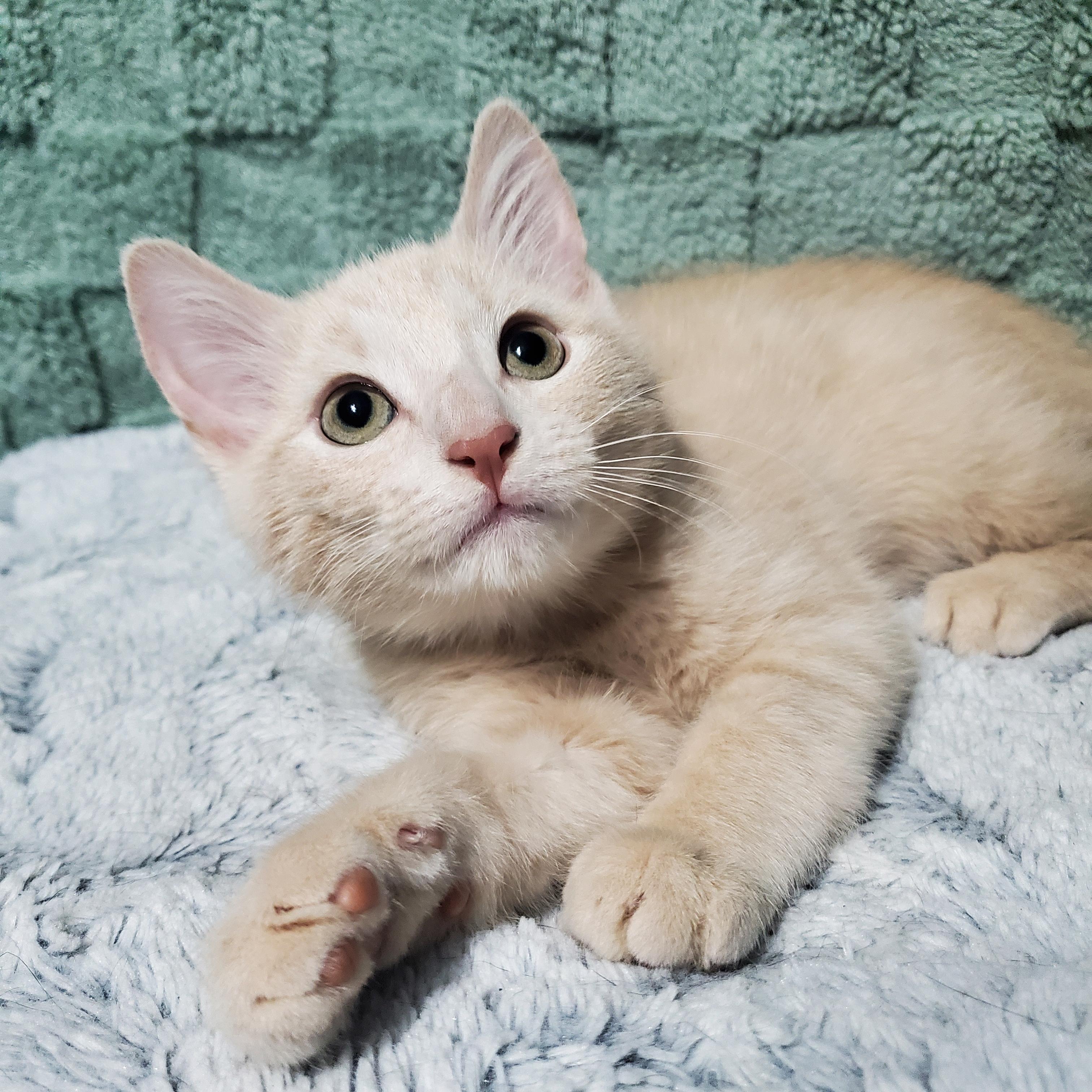 Indy, Adoptable, Kitten Male Domestic Short Hair.