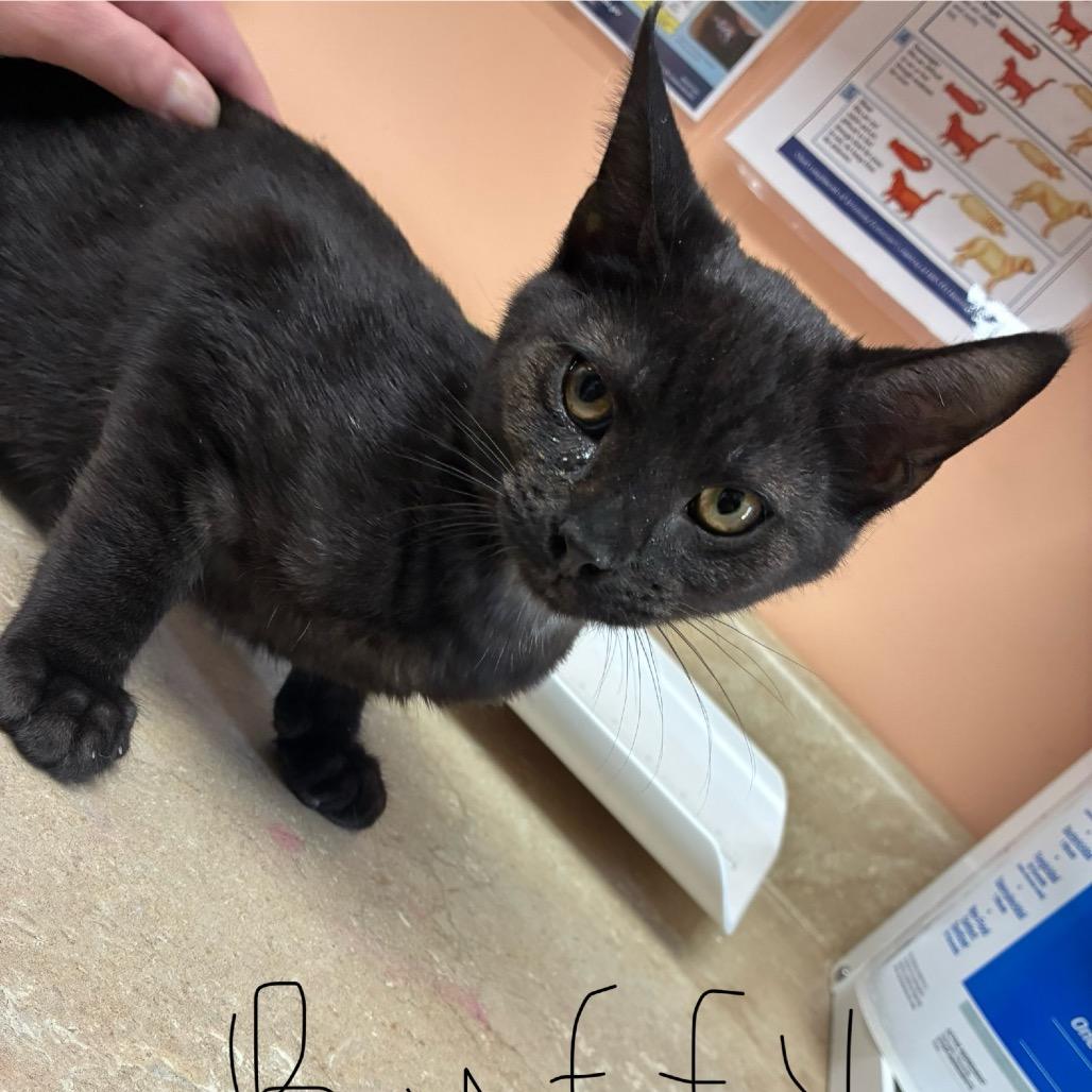 Buffy, Adoptable, Kitten Male Domestic Short Hair.