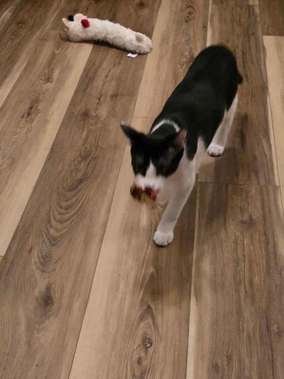 Huey, Adoptable, Young Male Domestic Short Hair.