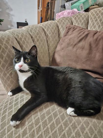 Enlarge George Weasley, a Adoptable Domestic Short Hair in Savannah, GA image 1/5