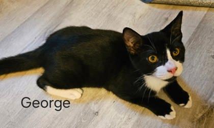 George Weasley, Adoptable, Kitten Male Domestic Short Hair & Domestic Short Hair.