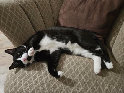 Enlarge George Weasley, a Adoptable Domestic Short Hair in Savannah, GA image 2/5