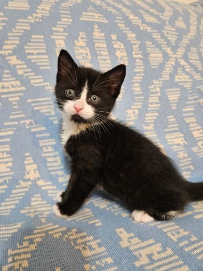 Enlarge George Weasley, a Adoptable Domestic Short Hair in Savannah, GA image 2/2