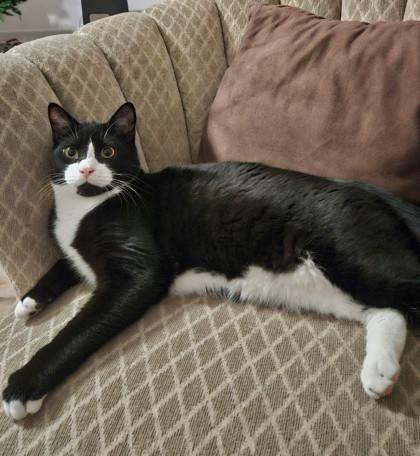 Enlarge George Weasley, a Adoptable Domestic Short Hair in Savannah, GA image 4/5