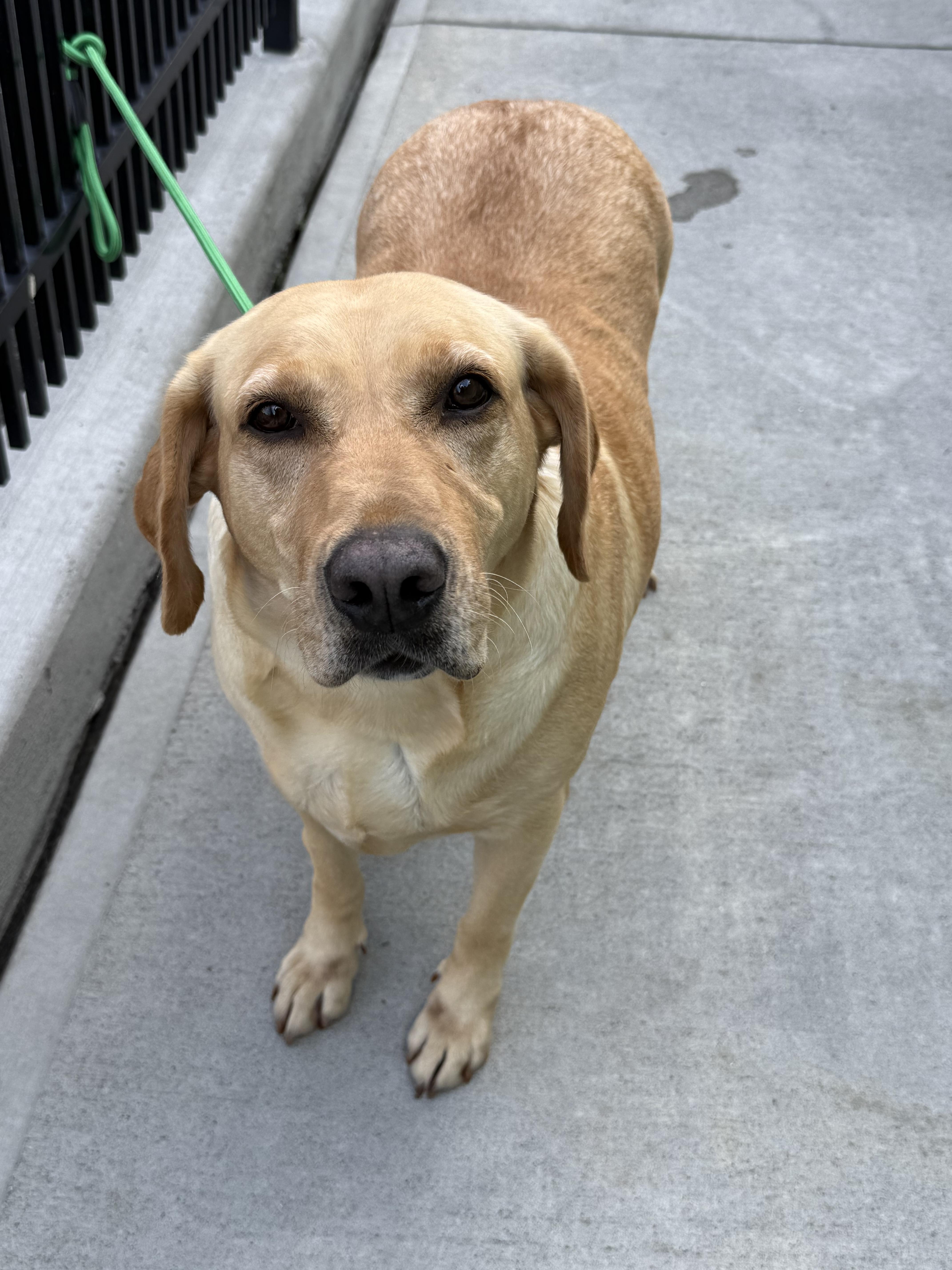 Ana, an adopted Labrador Retriever in Milford, CT image 1/3
