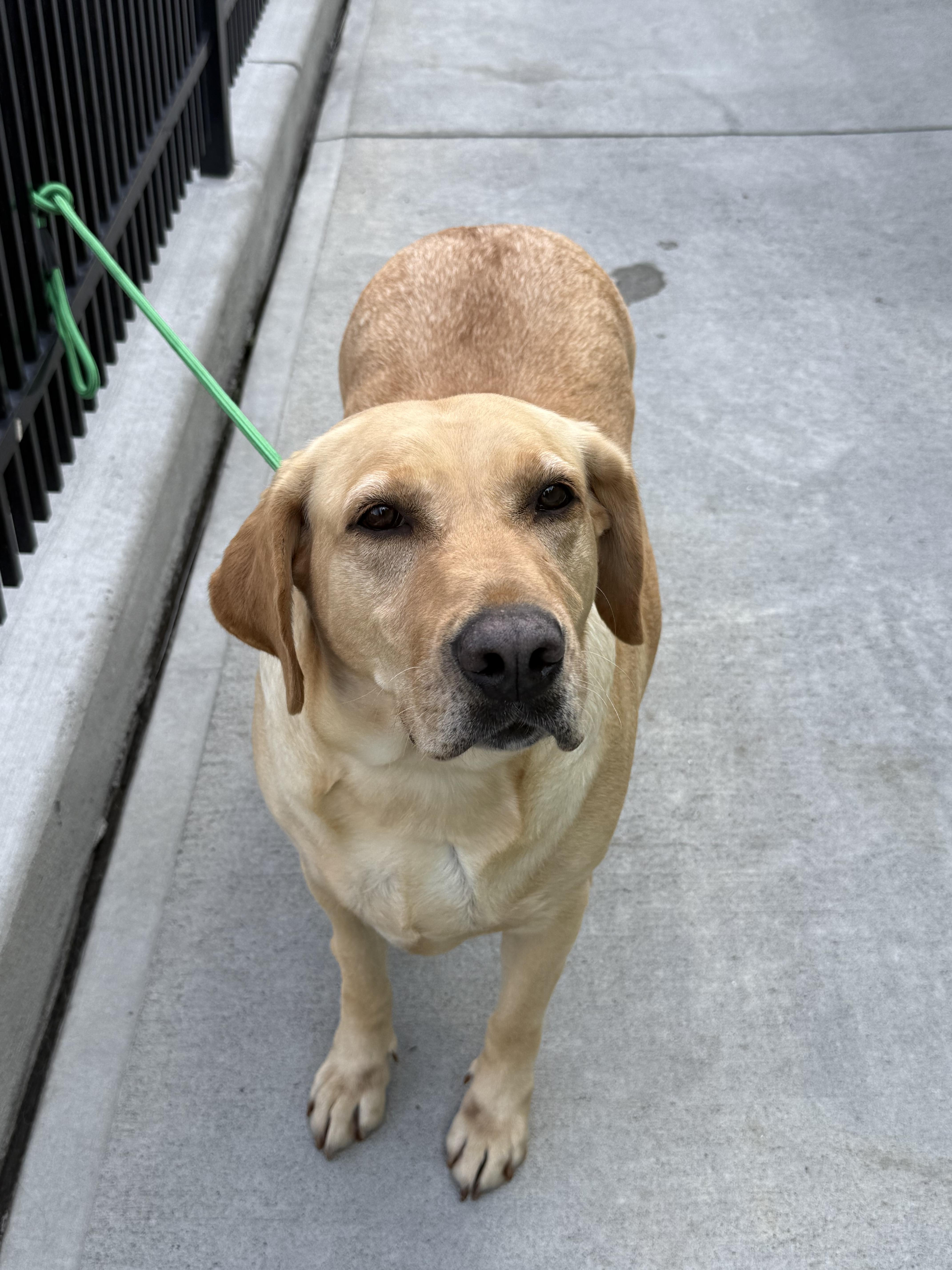 Ana, an adopted Labrador Retriever in Milford, CT image 2/3