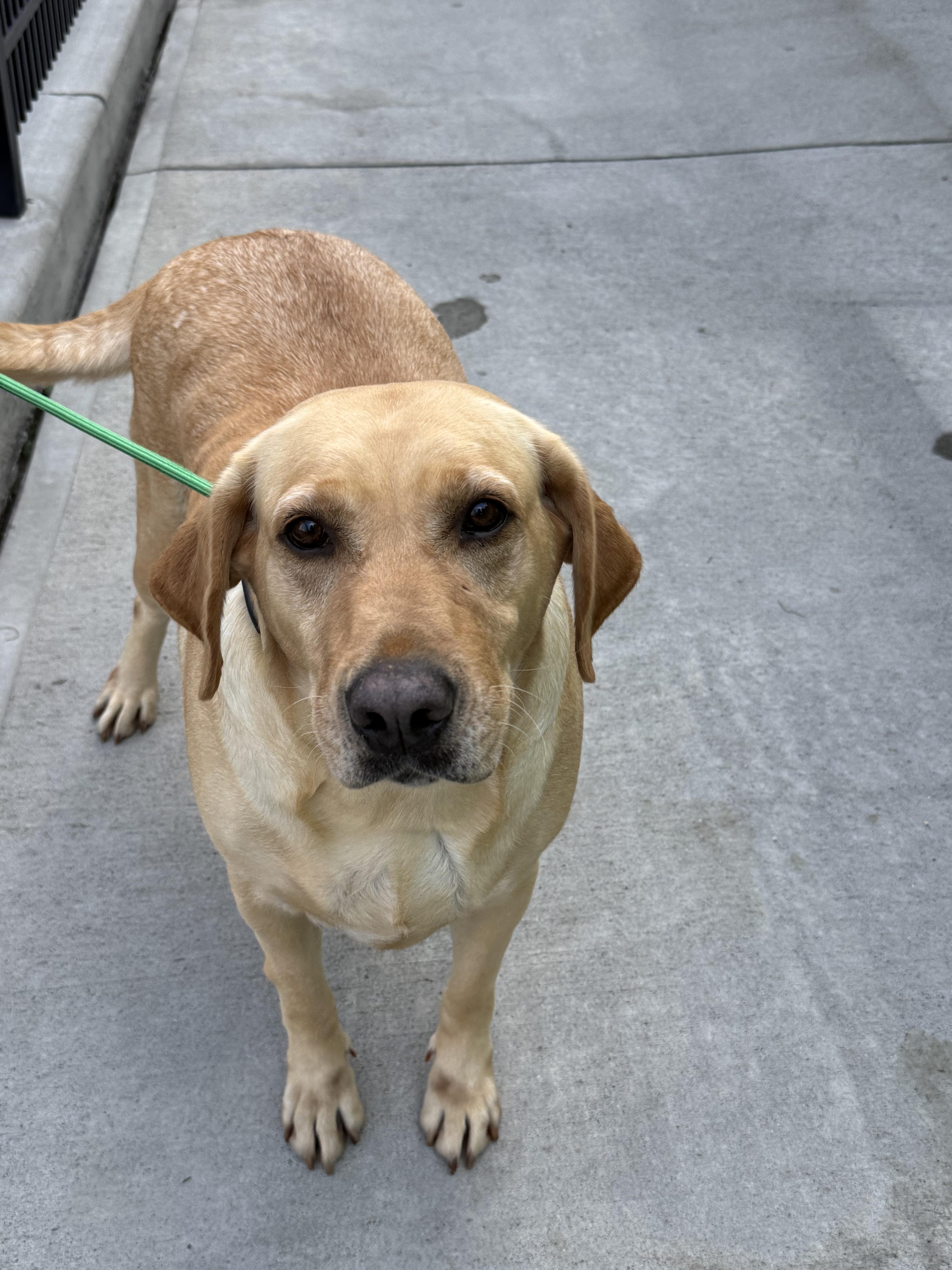Ana, an adopted Labrador Retriever in Milford, CT image 3/3