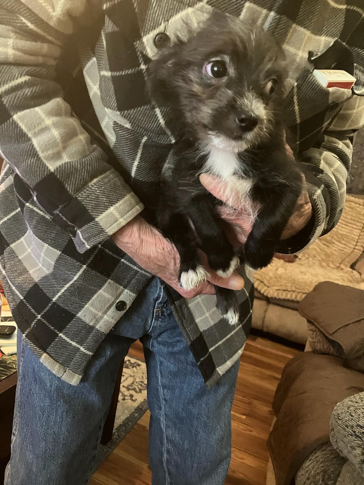 Enlarge Bisbee, an adopted mixed breed in Mayer, AZ image 1/1