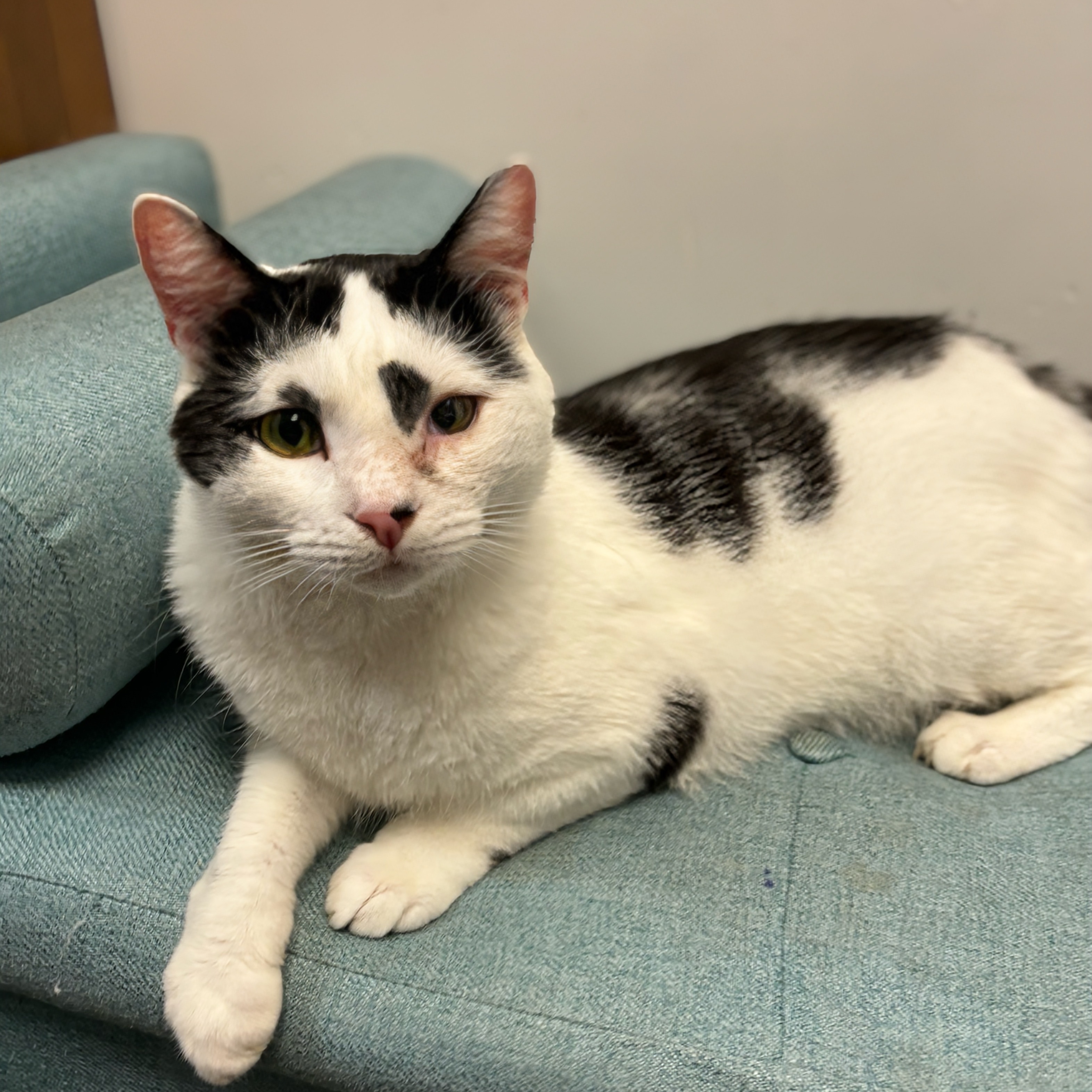 Gordon, a Adoptable Domestic Short Hair in Norwalk, CT image 1/3