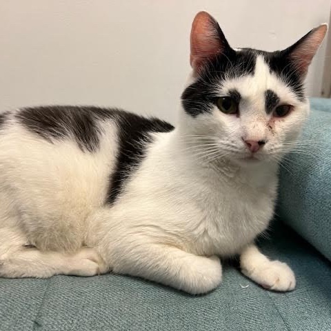 Gordon, a Adoptable Domestic Short Hair in Norwalk, CT image 2/3