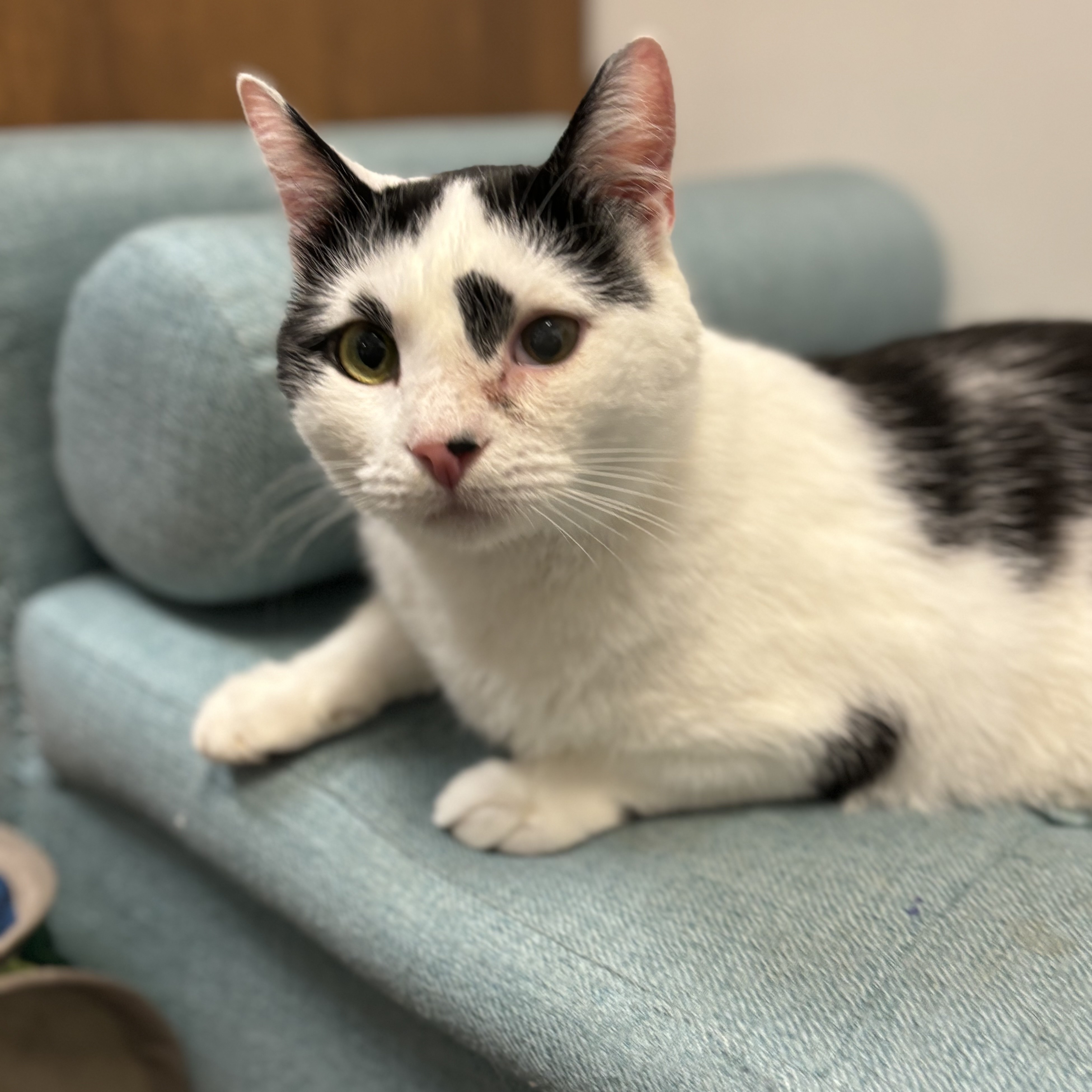 Gordon, a Adoptable Domestic Short Hair in Norwalk, CT image 3/3