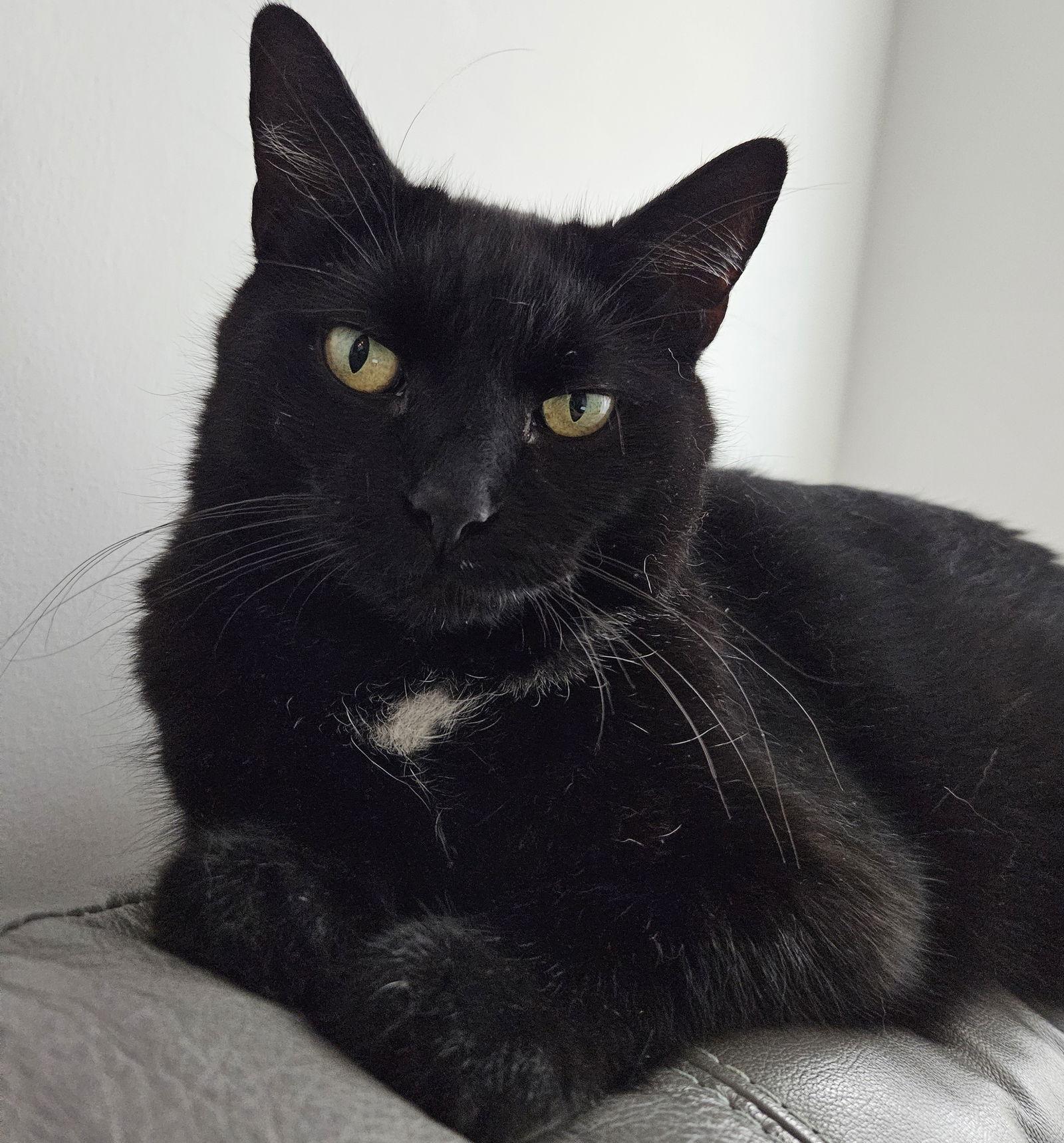 Enlarge Poppyseed (Happy Single), a Adoptable Domestic Short Hair in Richmond Hill, ON image 1/3